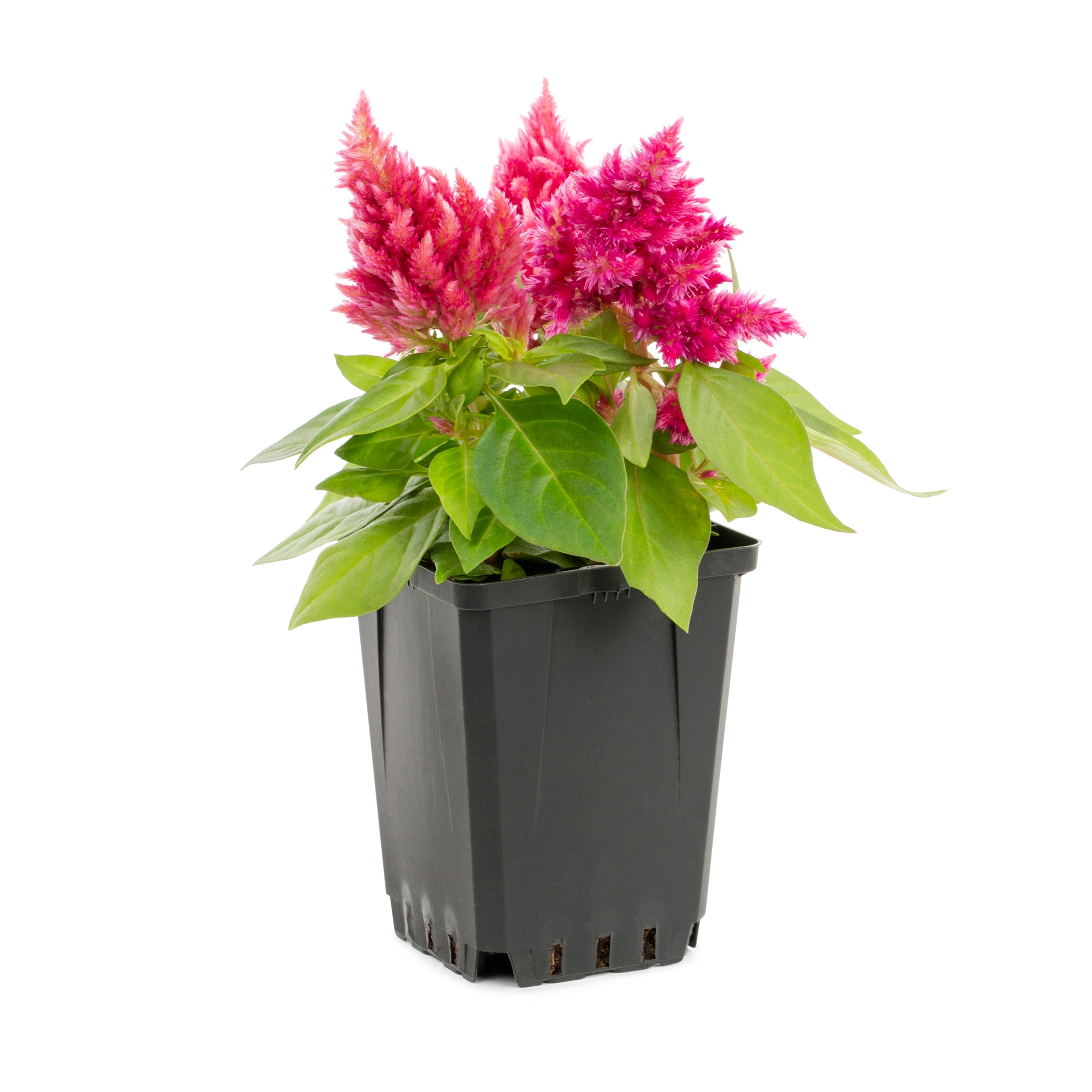 Lowe's 211577 annuals - View #3