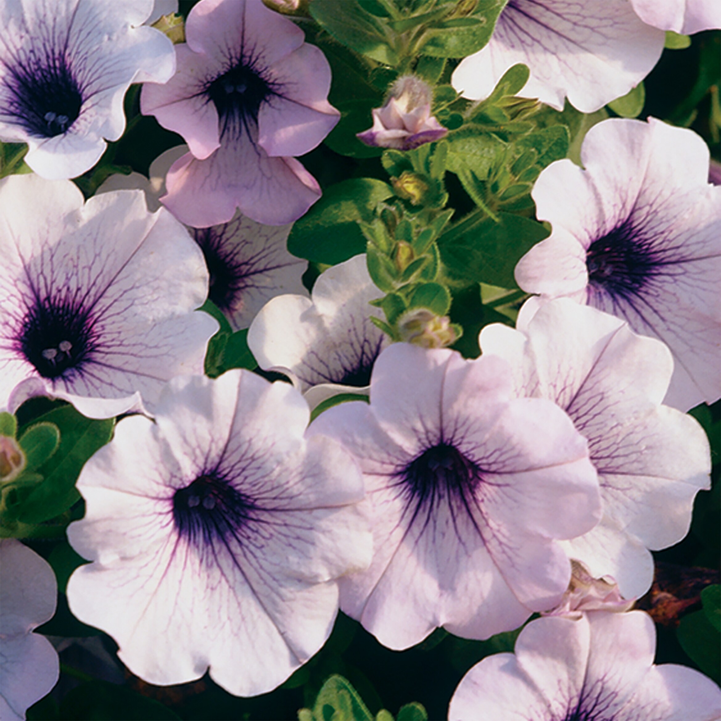 Lowe's 5199374 annuals - View #2