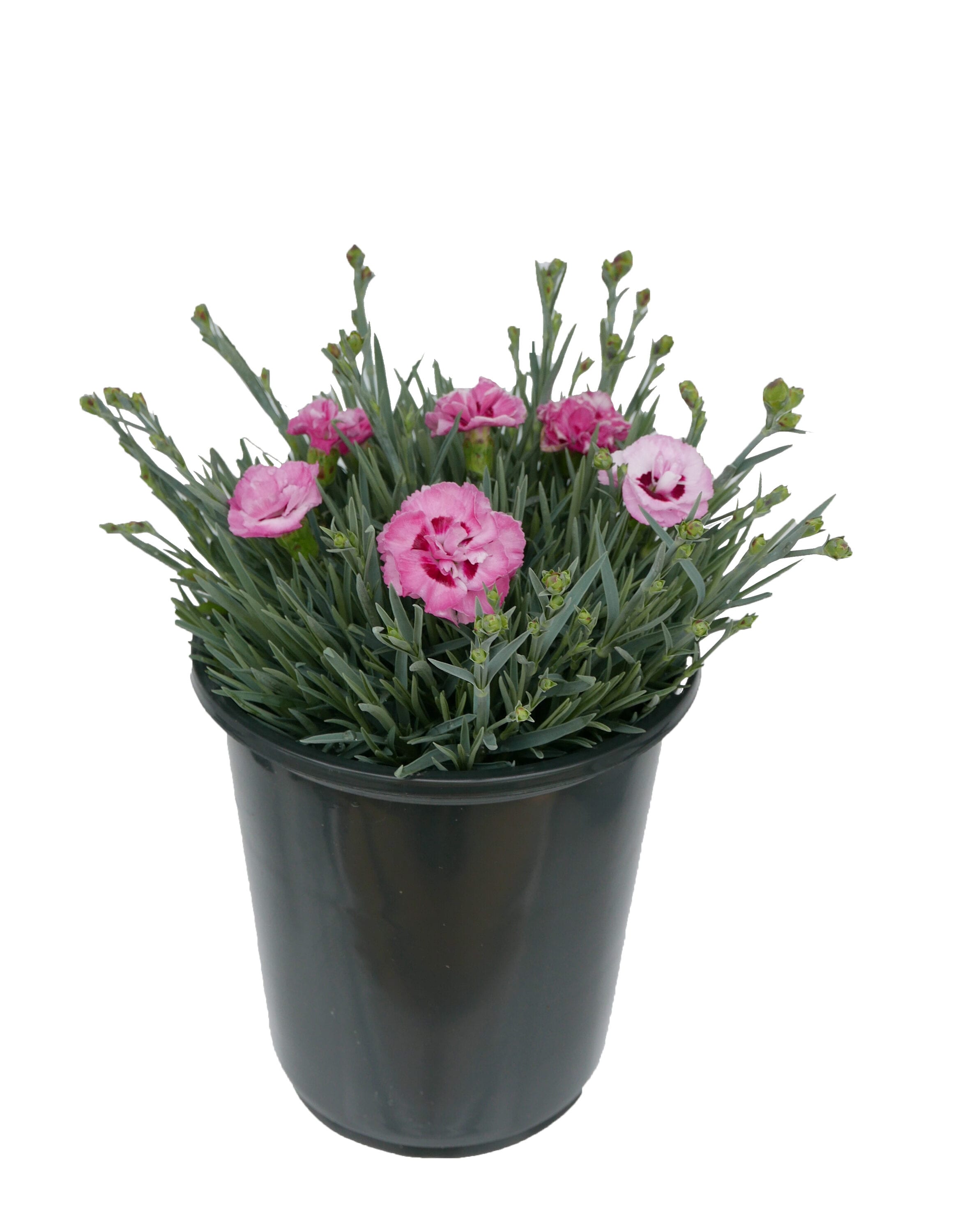  1092 Multicolor Dianthus Raspberry Surprise Plant in 2.5 -Quart Pot 1 -Pack
