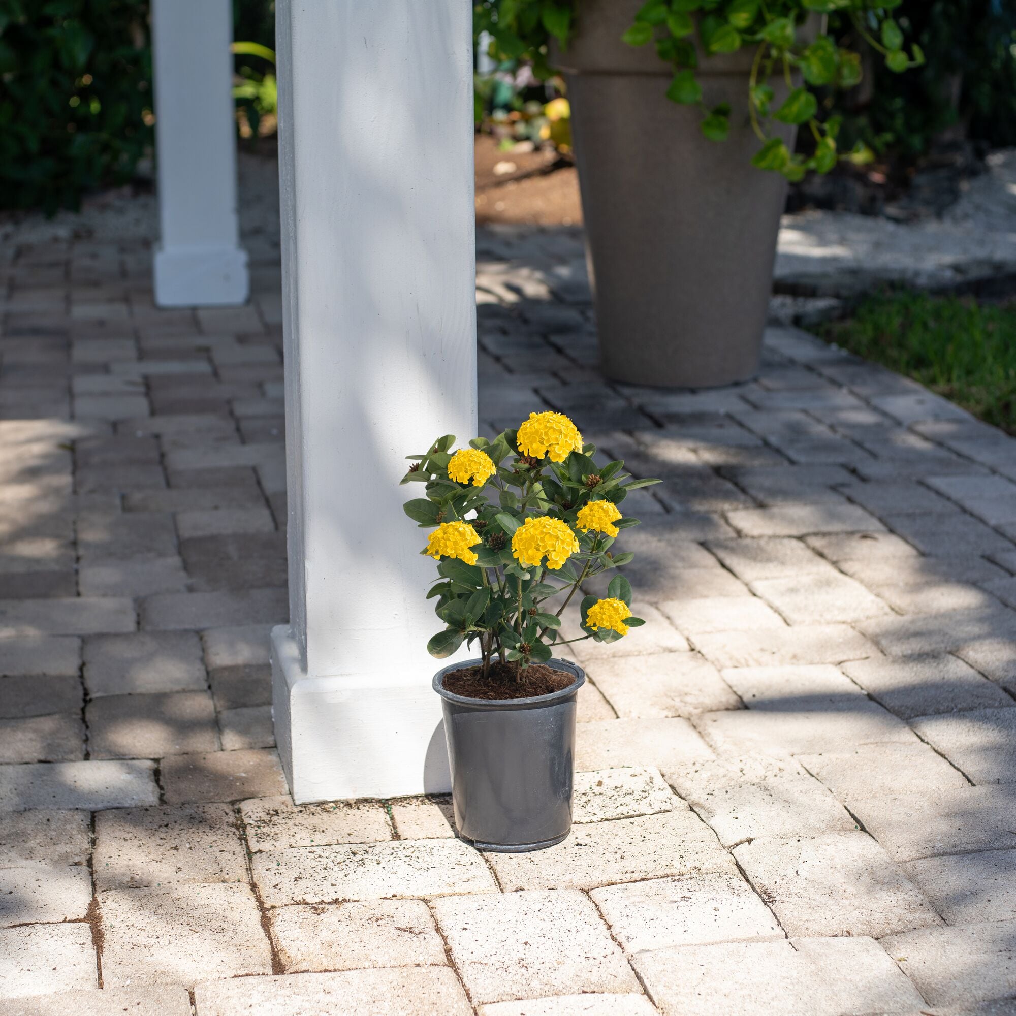 Costa Farms M-ITE-G-POT-01-LW shrubs - View #3