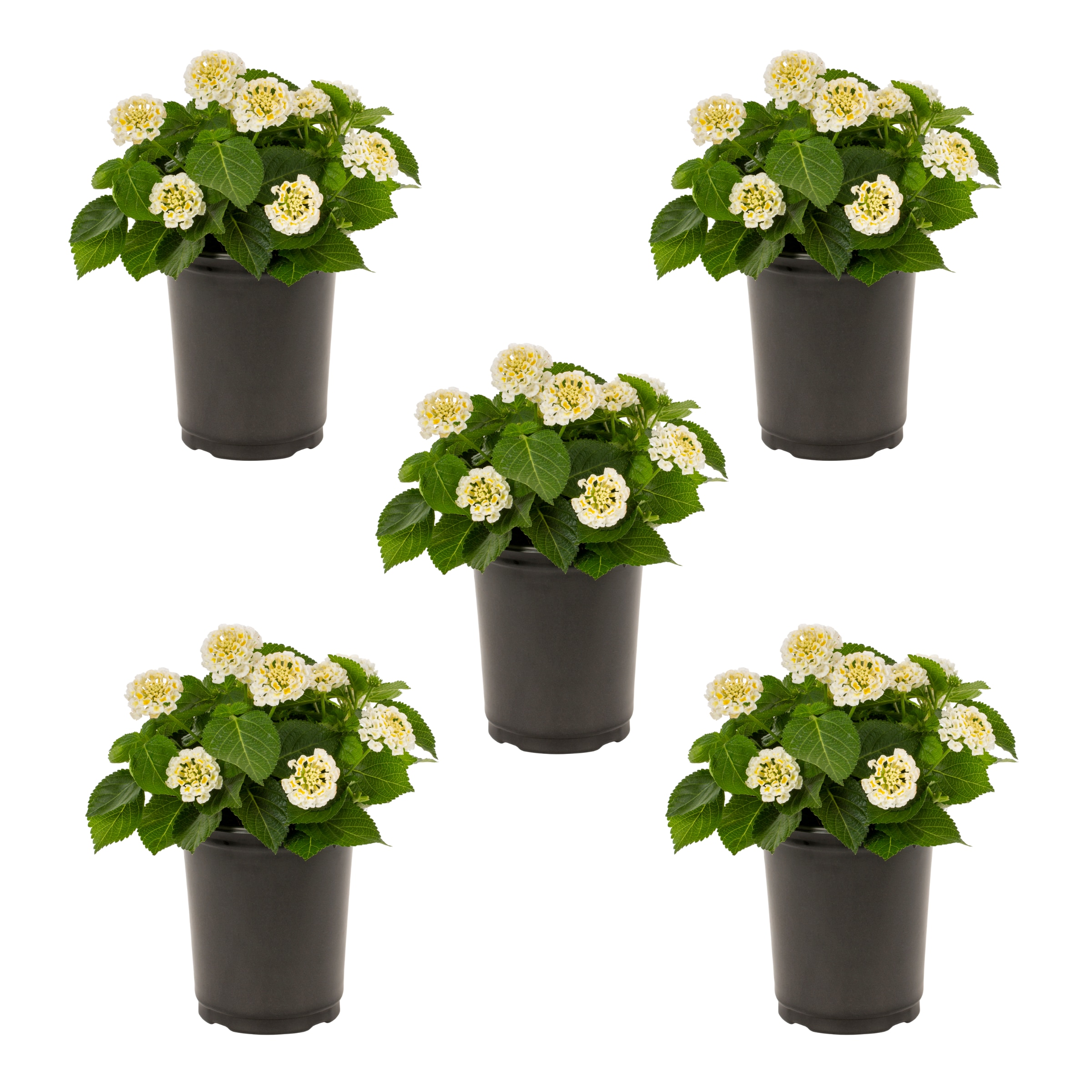 Metrolina Greenhouses 5174 White Lantana in 1.5 Pint Pot 5 -Pack
