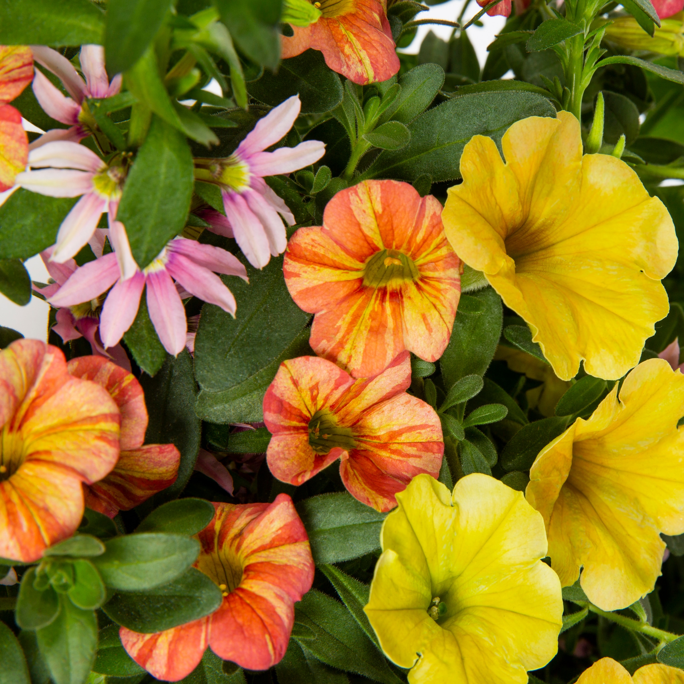 Lowe's Multicolor Beachside Drive in 13-Gallons Planter in the Annuals ...