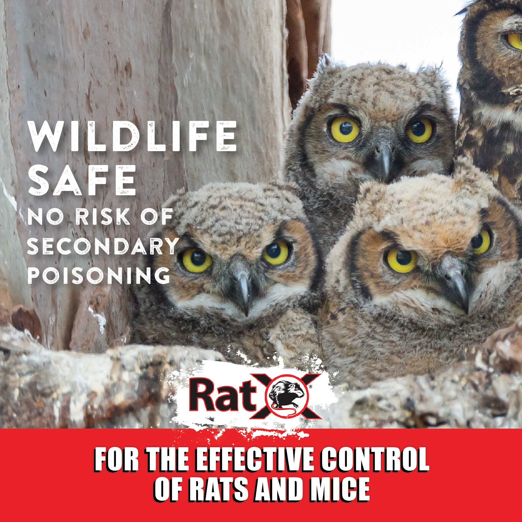 RatX 620118 Animal-Rodent-Control - View #9