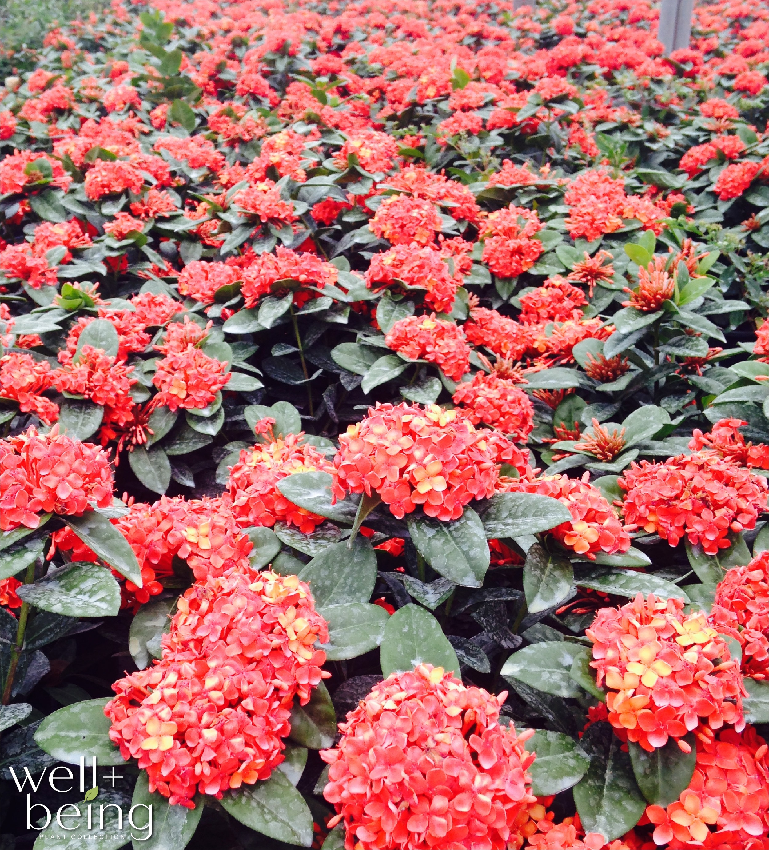  1900 perennials - View #3