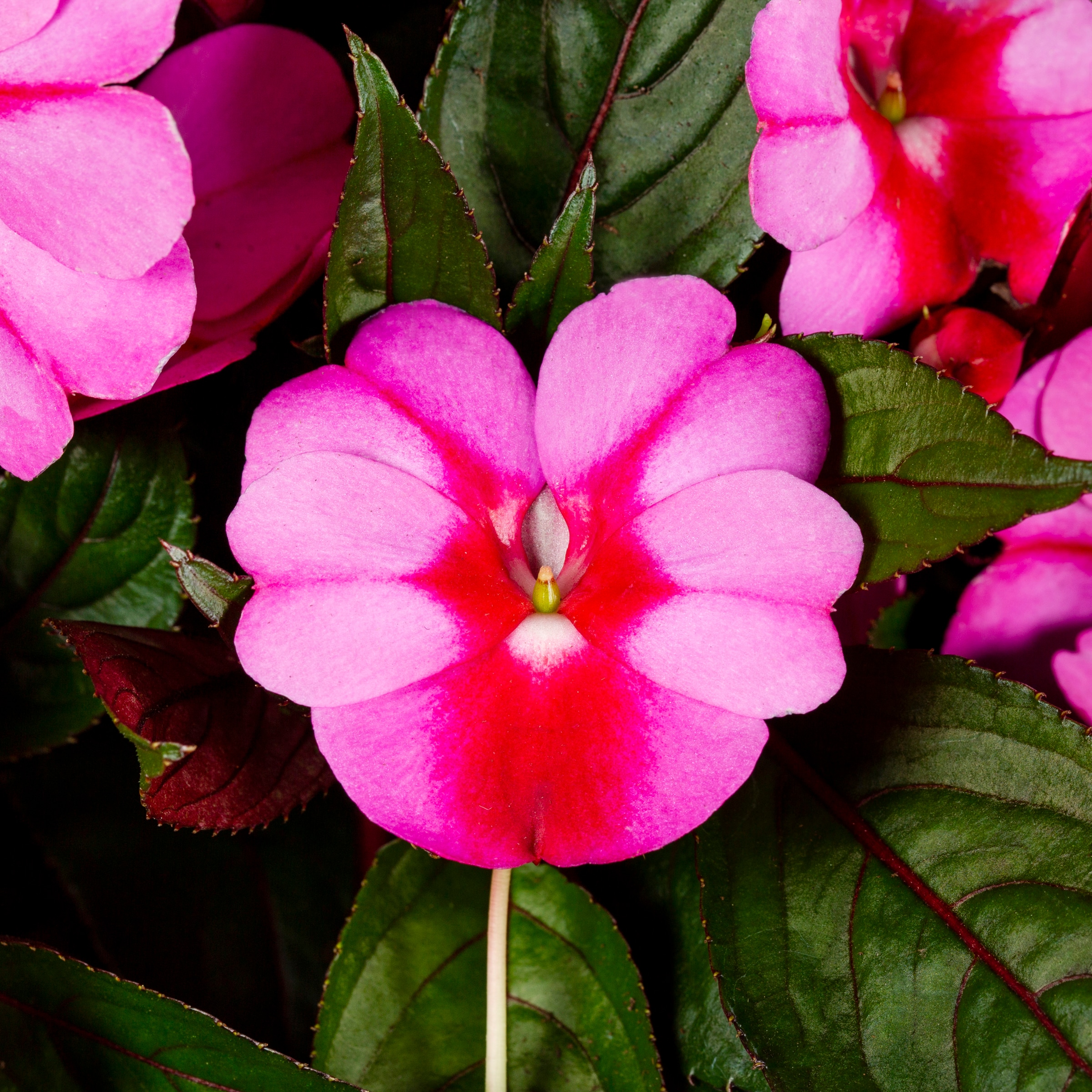 Lowe's 53038 annuals - View #8