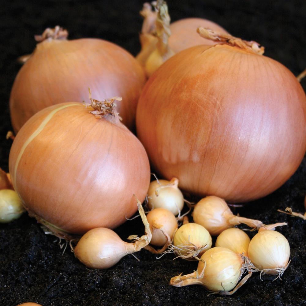 Van Zyverden 83500 100-Count Onion Bulbs