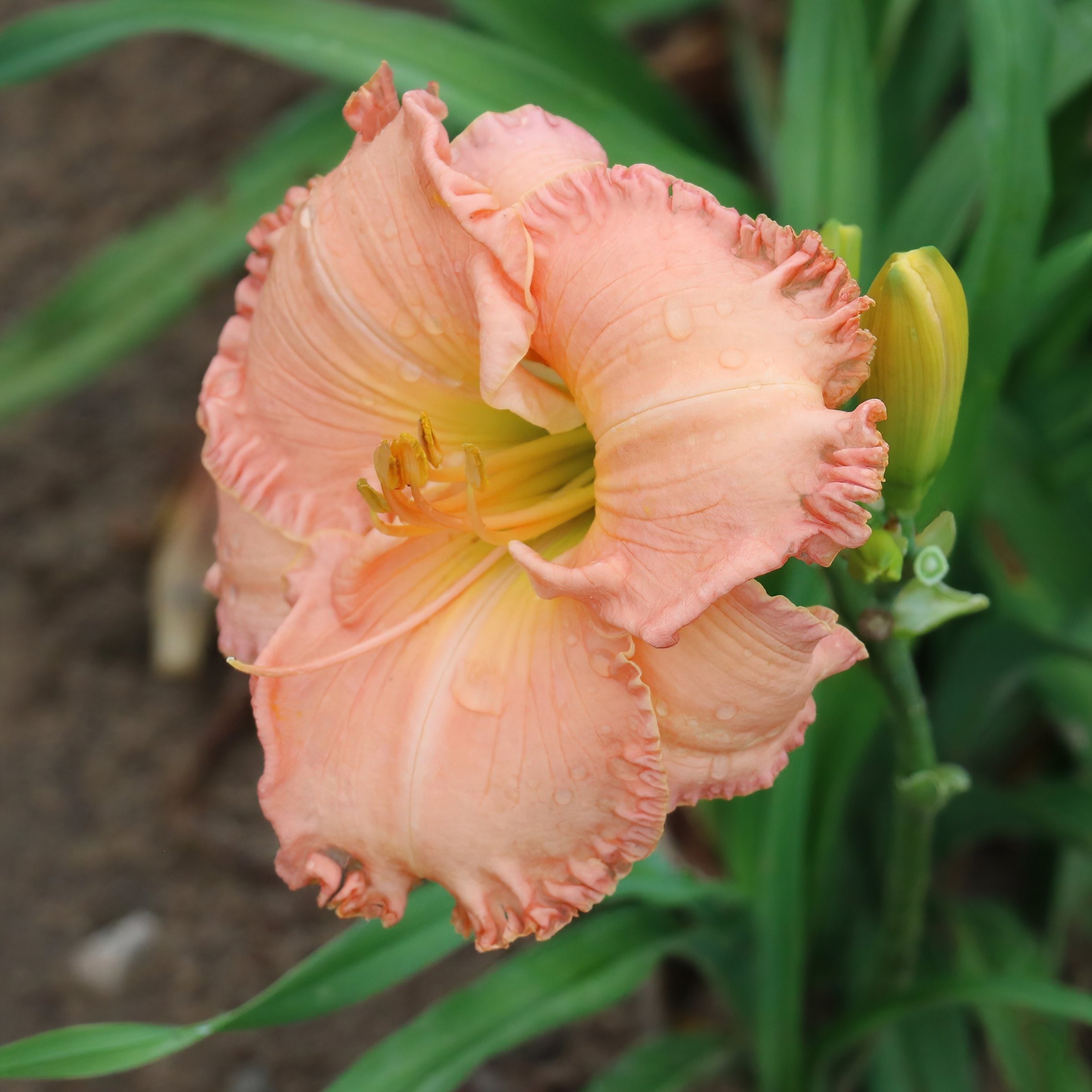 National Plant Network LW1984 Pink Daylily On and On Plant in 3 -Pack Bareroot 3 -Pack
