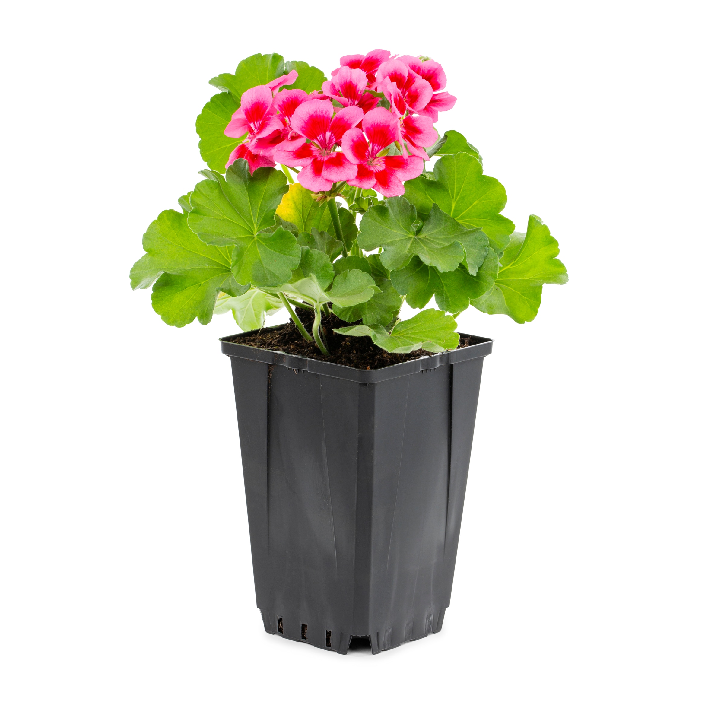 Lowe's Multicolor Geranium in 1-Quart Pot in the Annuals department at ...