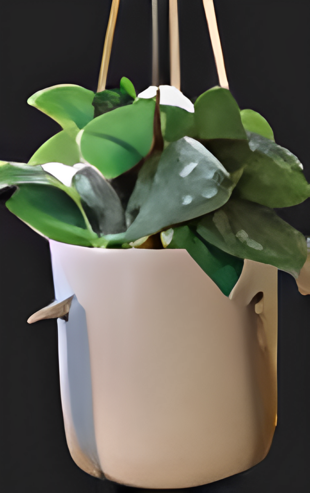 LiveTrends ASB07742 Pyxis House plant in 12 Ounce(s) Hanging basket 1 -Pack