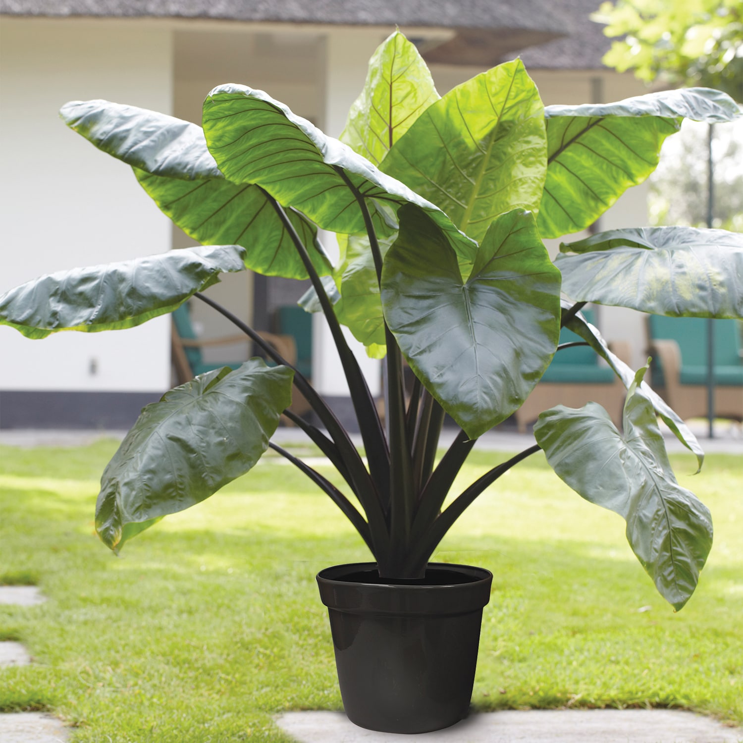 Van Zyverden 84638 Green Goth Patio Elephant Ear Black Stem Kit Bulbs 1 Count