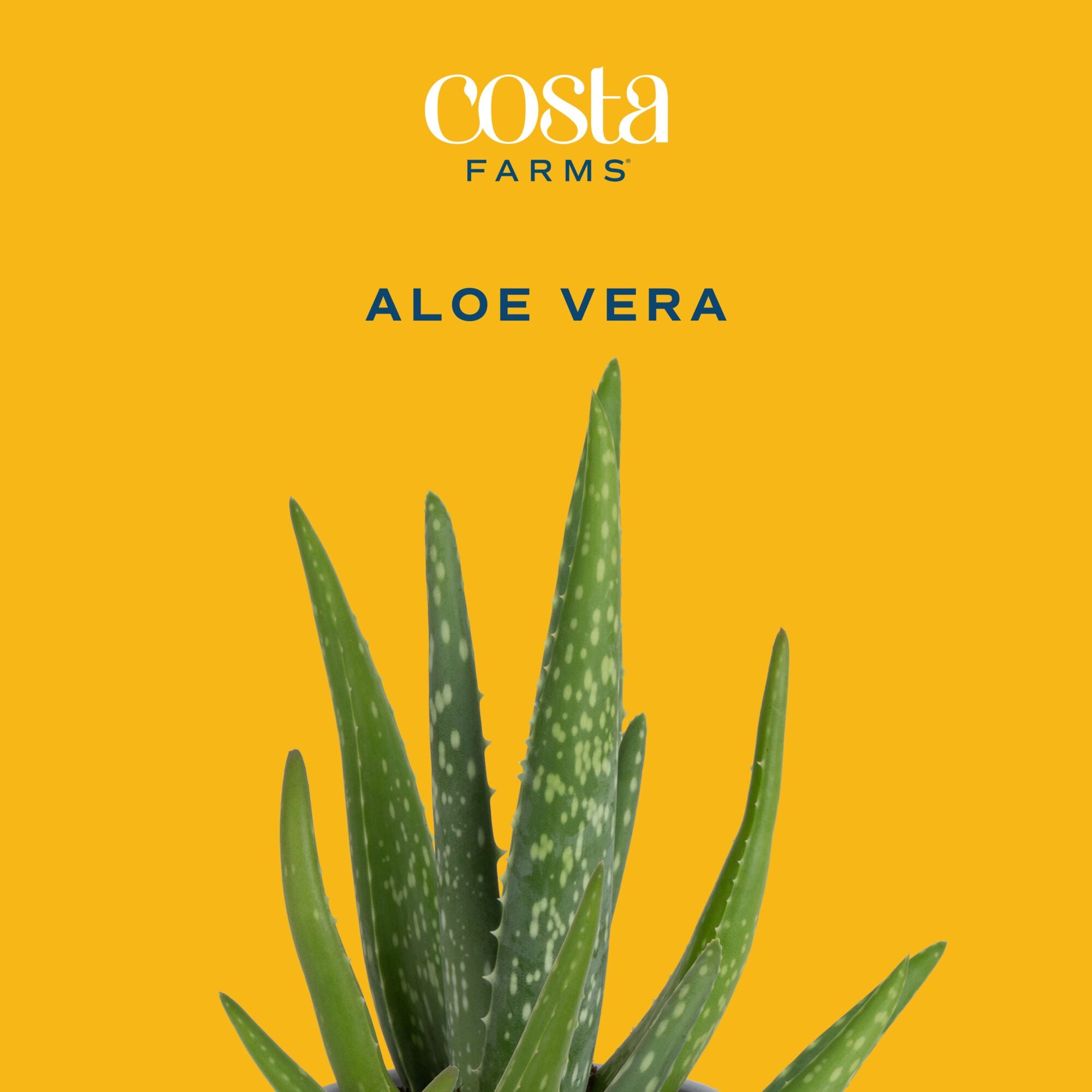 Costa Farms CO.AV04.1.CR.YEL Cacti-Succulents - View #3