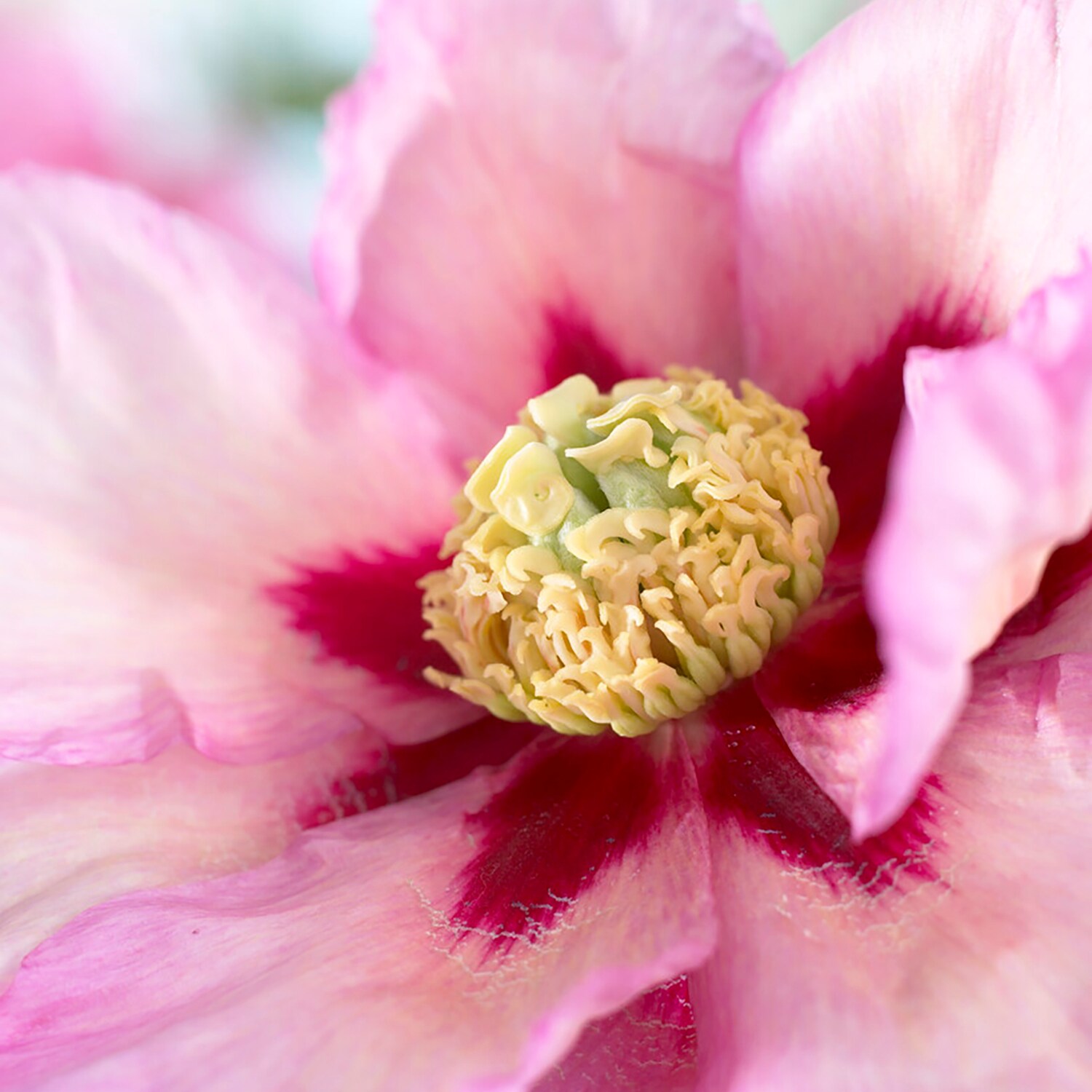 Van Zyverden Multicolor Itoh Peony Pastel Splendor Bulbs