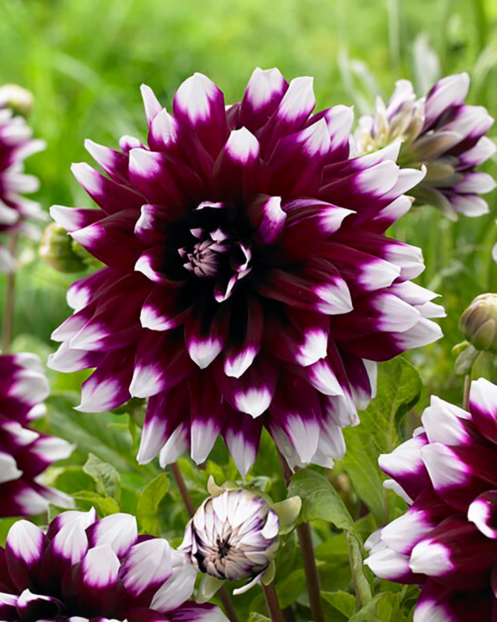 Garden State Bulb 08020 DAHLIA MYSTERY DAY 3CT PBS
