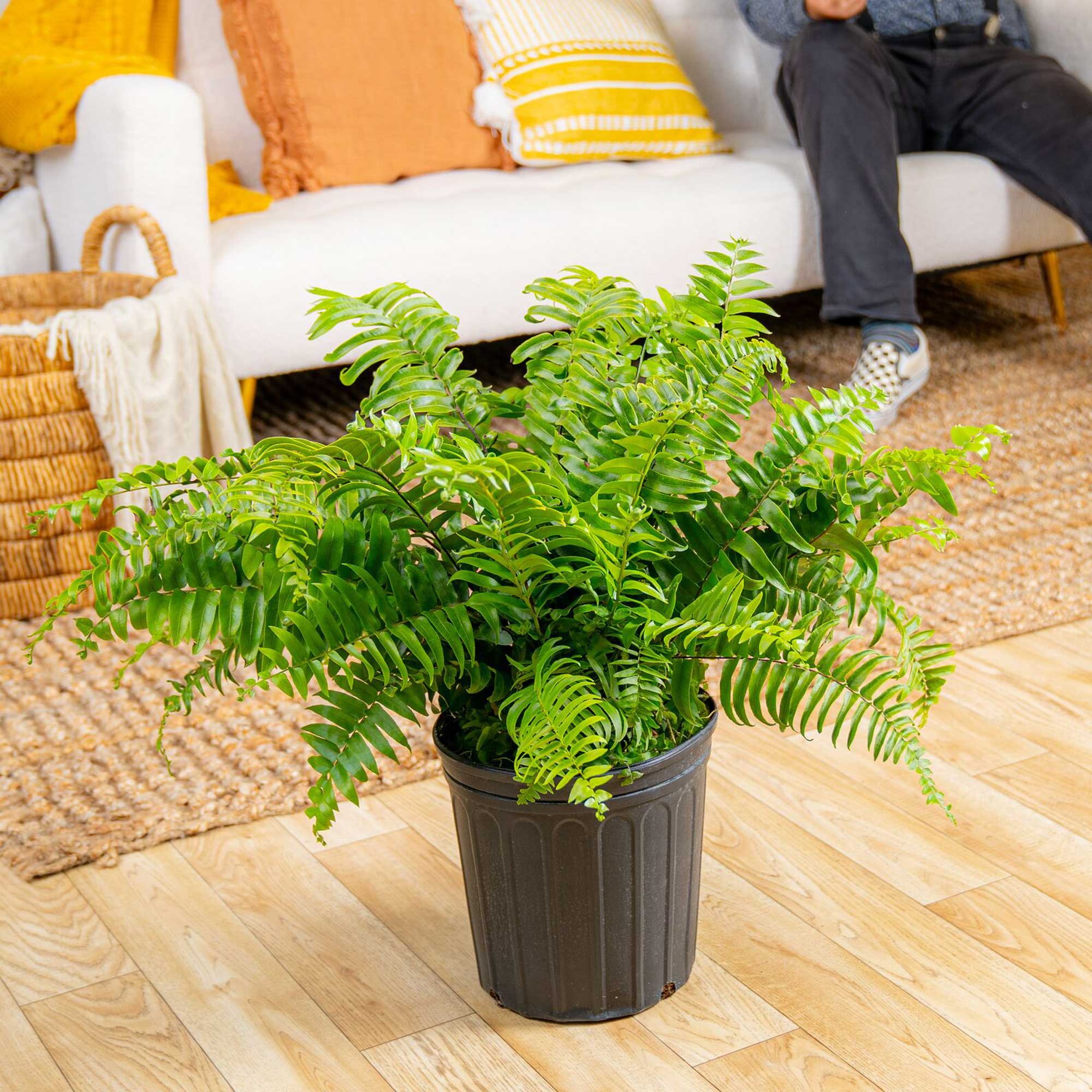 Costa Farms Macho Fern House Plant in 10-in Pot in the House Plants ...