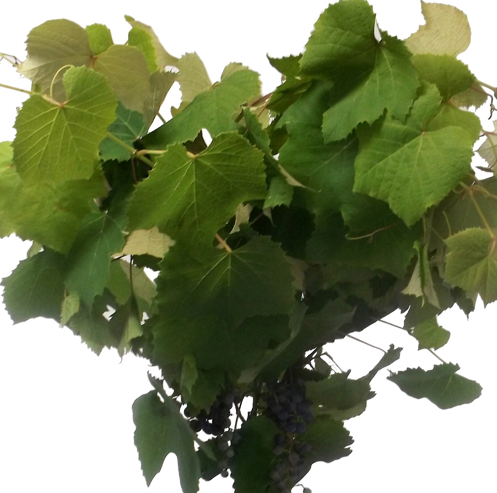 Lowe's 732336750624 Grape Feature Shrub in 1.25-Quart Pot