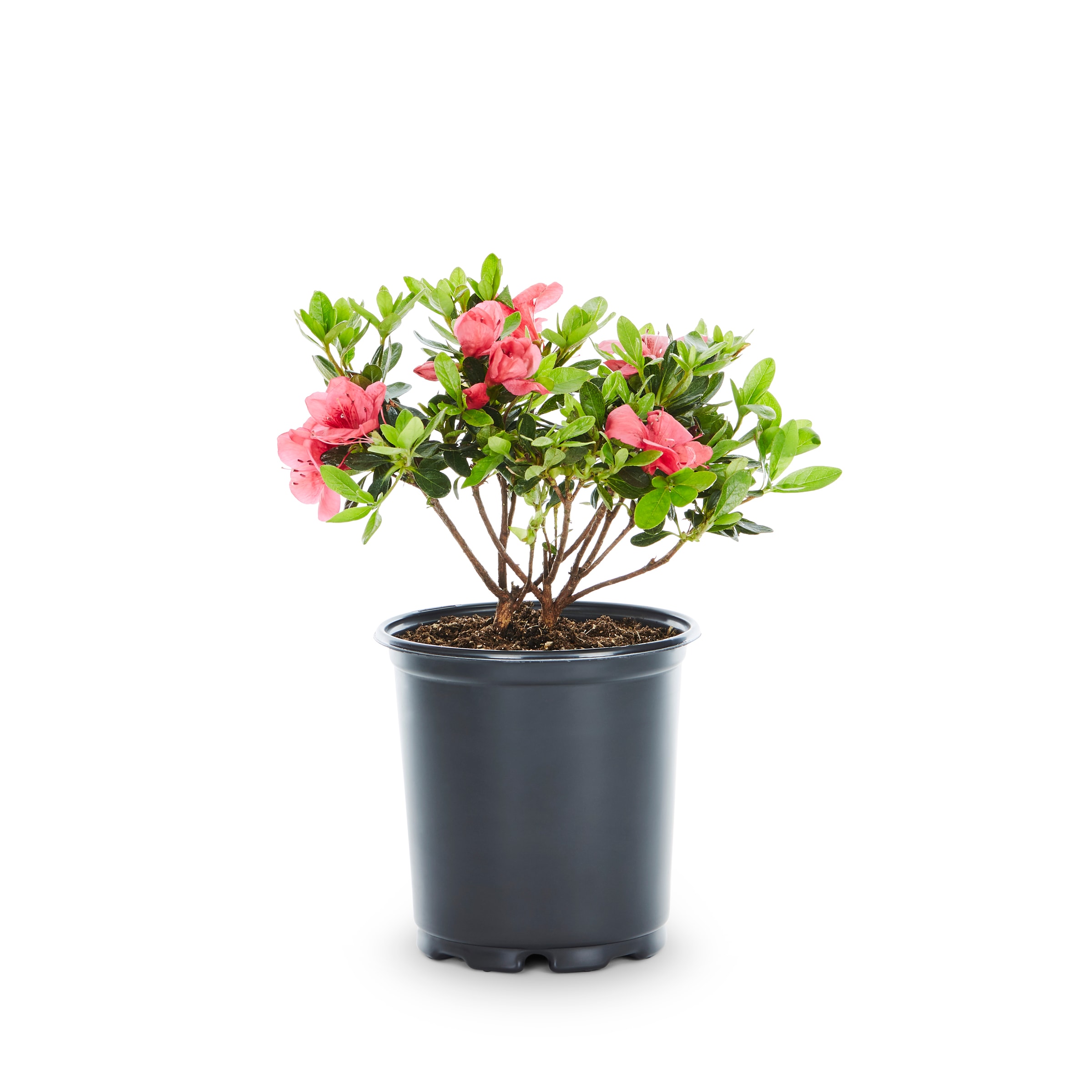 Lowe's Multicolor Azalea Flowering Shrub in 2.5-Quart Pot in the Shrubs ...