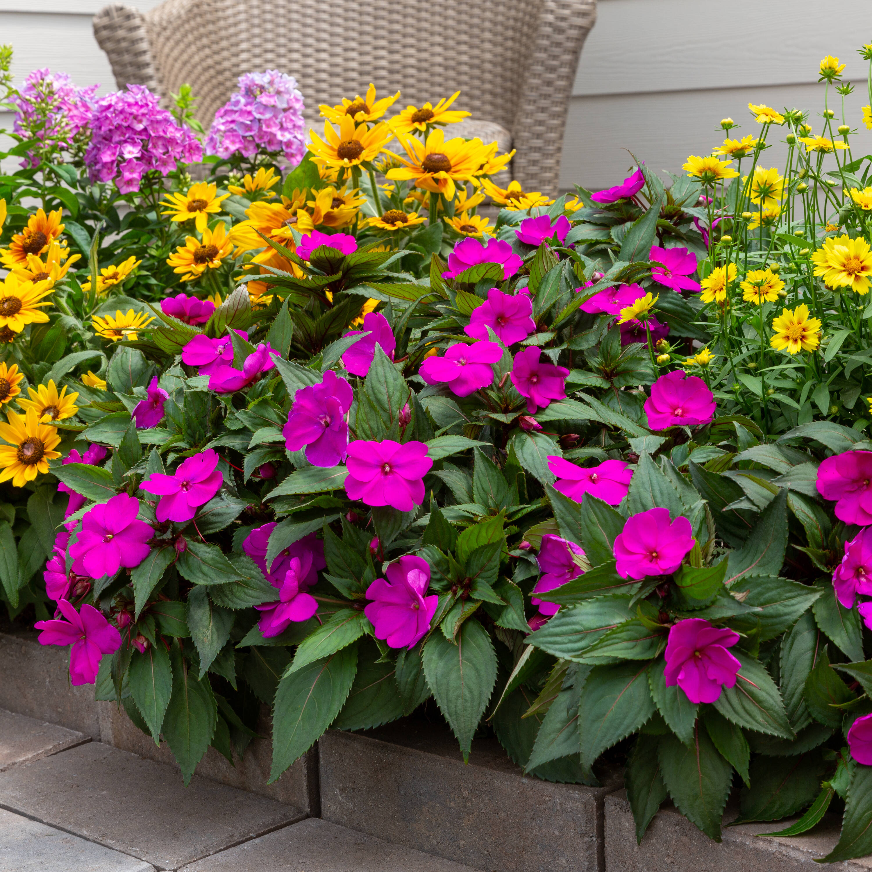 Metrolina Greenhouses 5099 annuals - View #3
