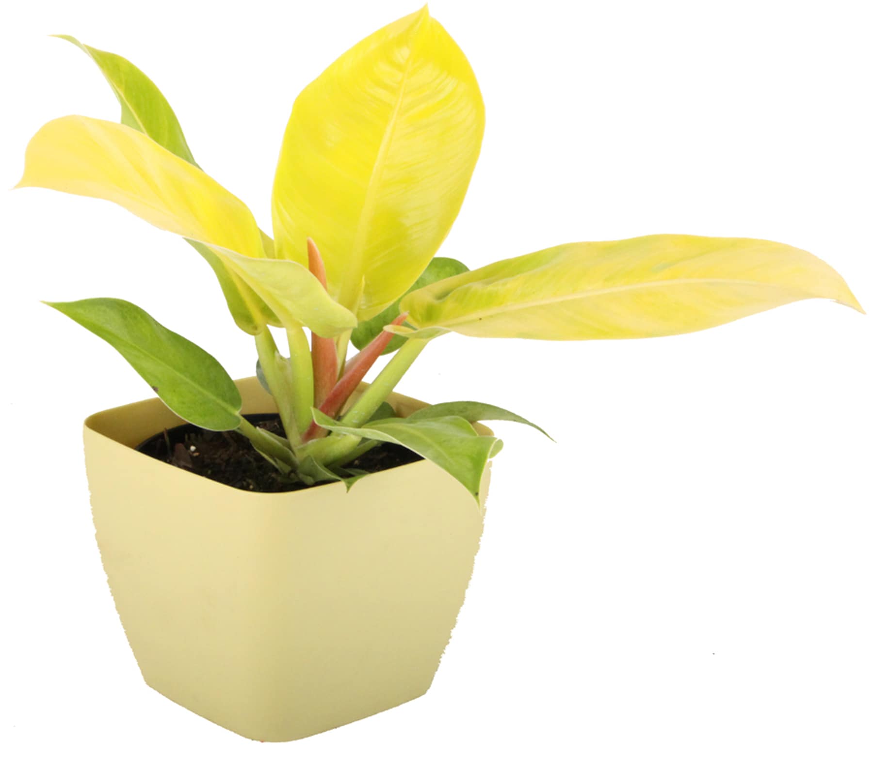 Philodendron Yellow Flame