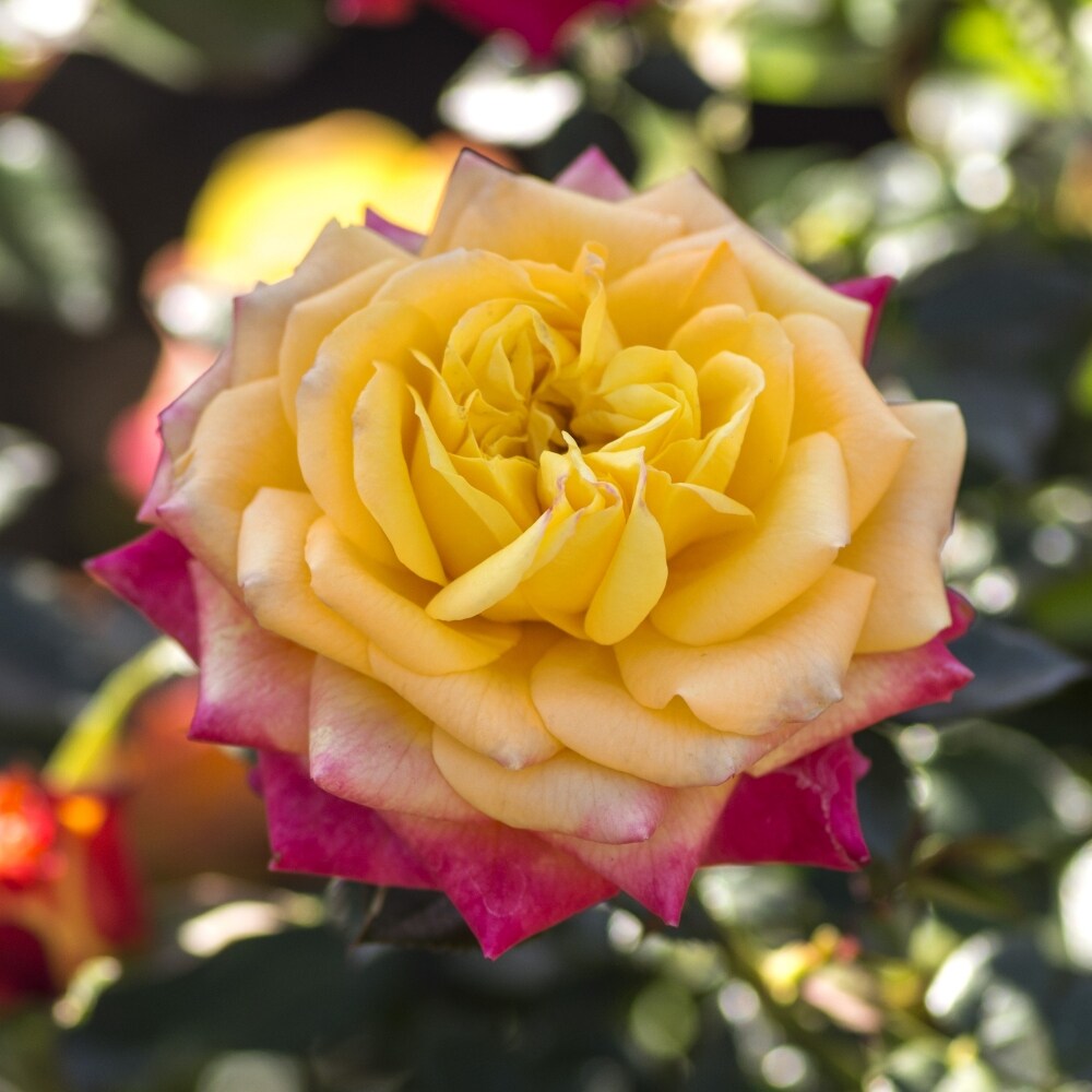 National Plant Network LW1606 roses - View #4