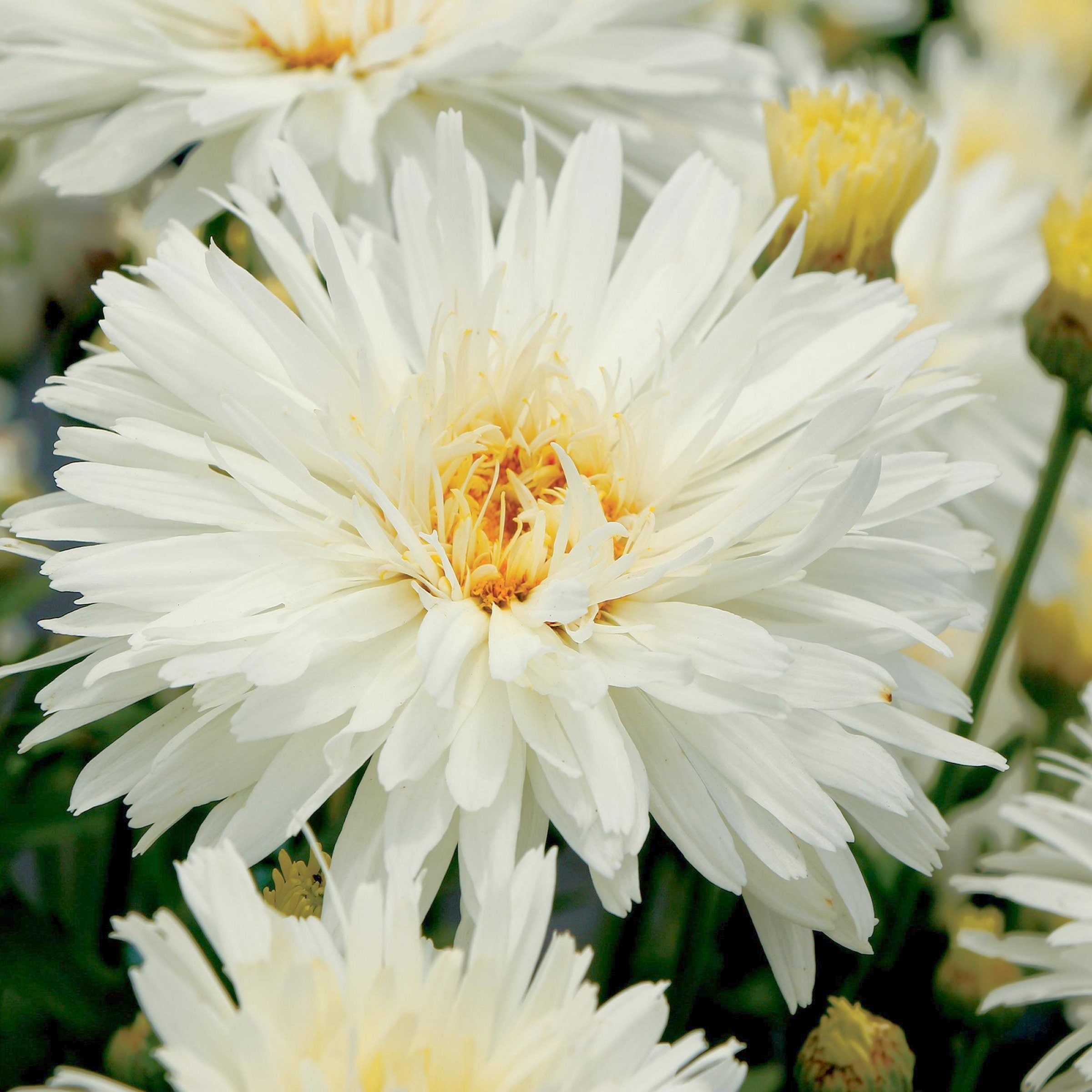 National Plant Network LW2155 White Leucanthemum Mt. Hood Shasta Daisy Plant in 3.25 -in Pot 3 -Pack