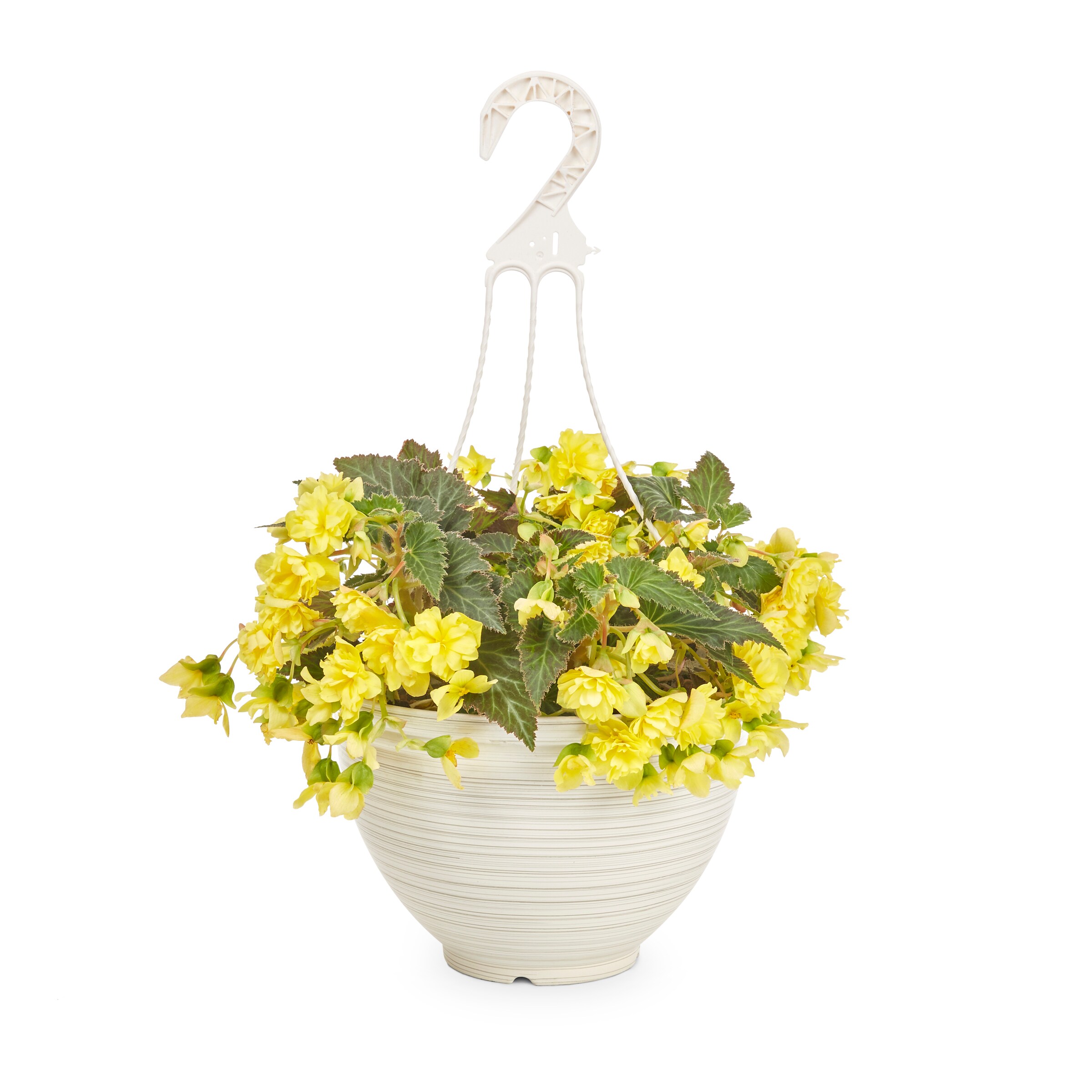 Monrovia NURSERY annuals - View #4