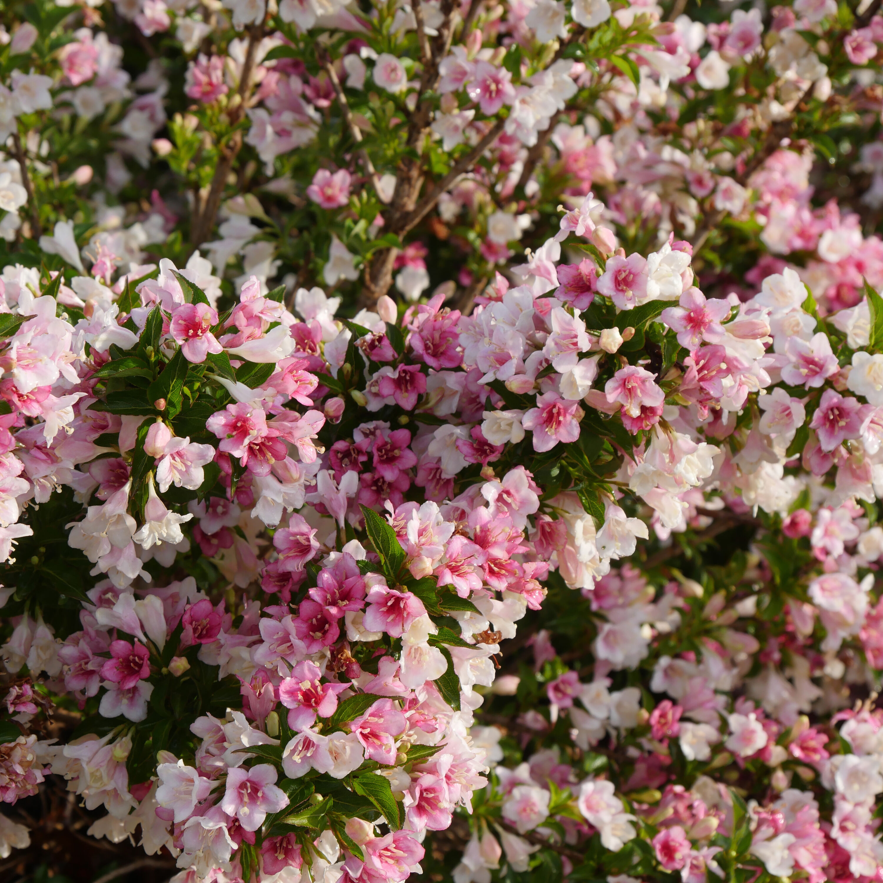 Proven Winners Multicolor Czechmark Trilogy Weigela Flowering Shrub In ...