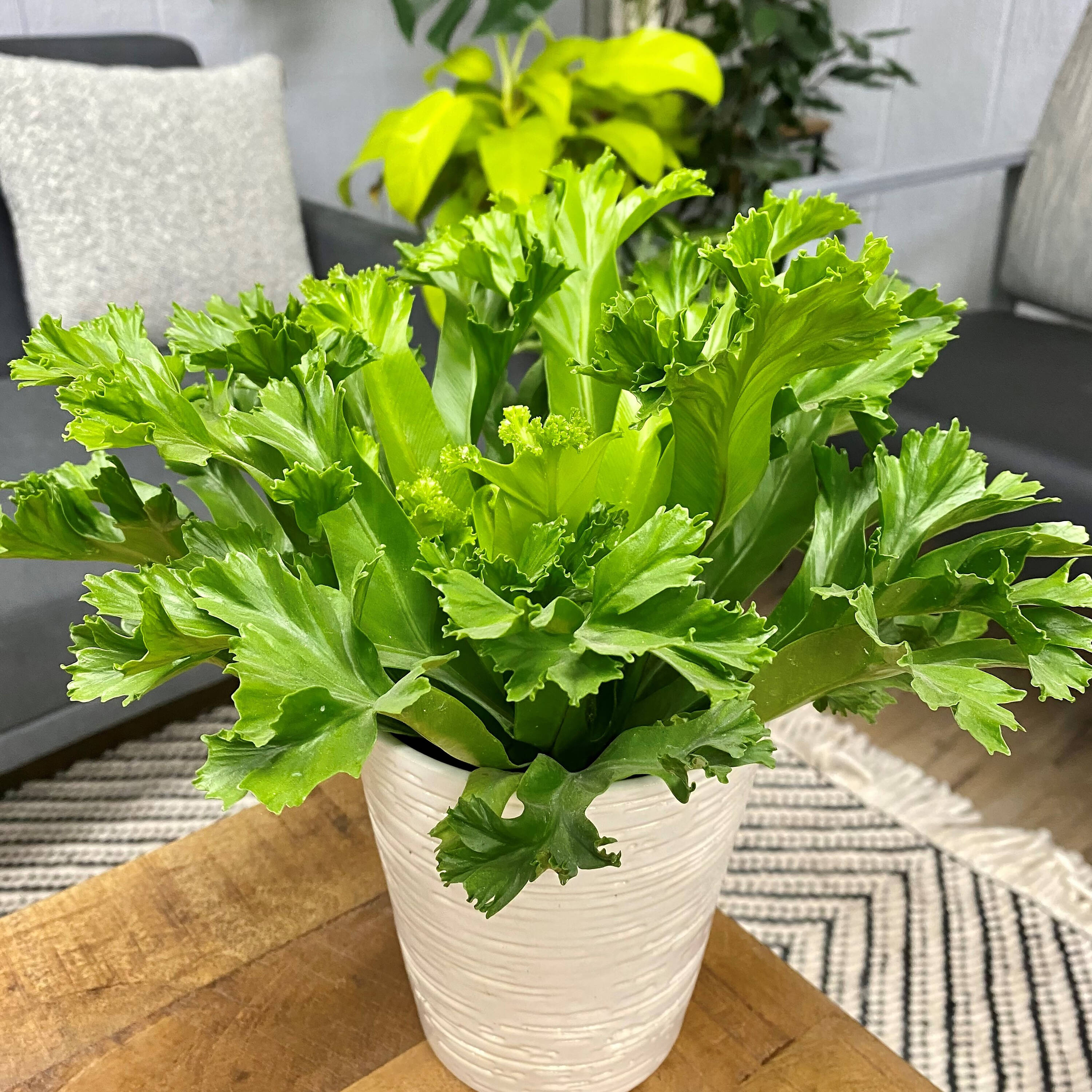 Proven Winners FERPRL0195105 Living Lace Leslie Japanese Bird's Nest Fern House plant in 5 Inch(es) Pot