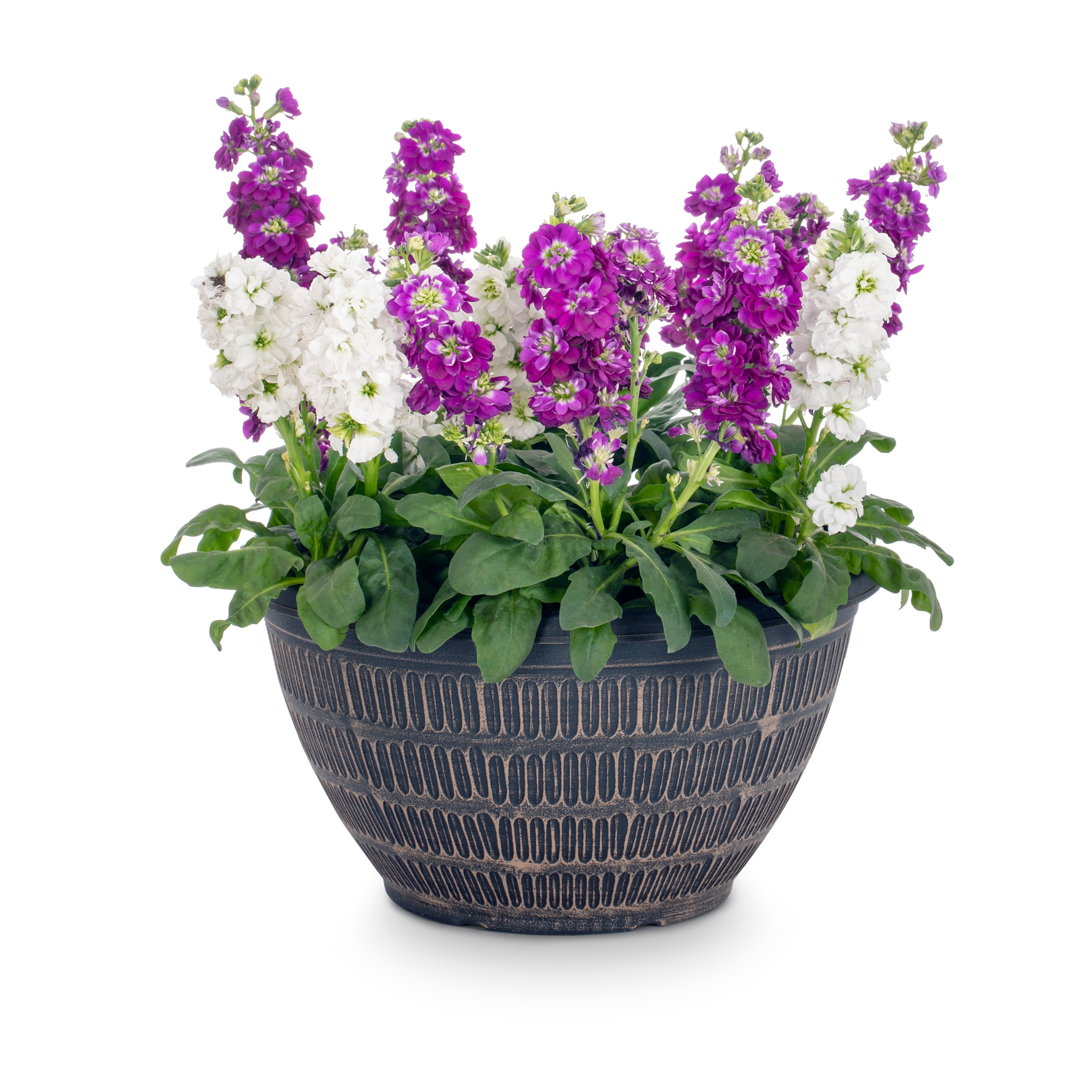 Lowe's NURSERY Multicolor Stock in 2.00 Gallon(s) Planter 1 -Pack