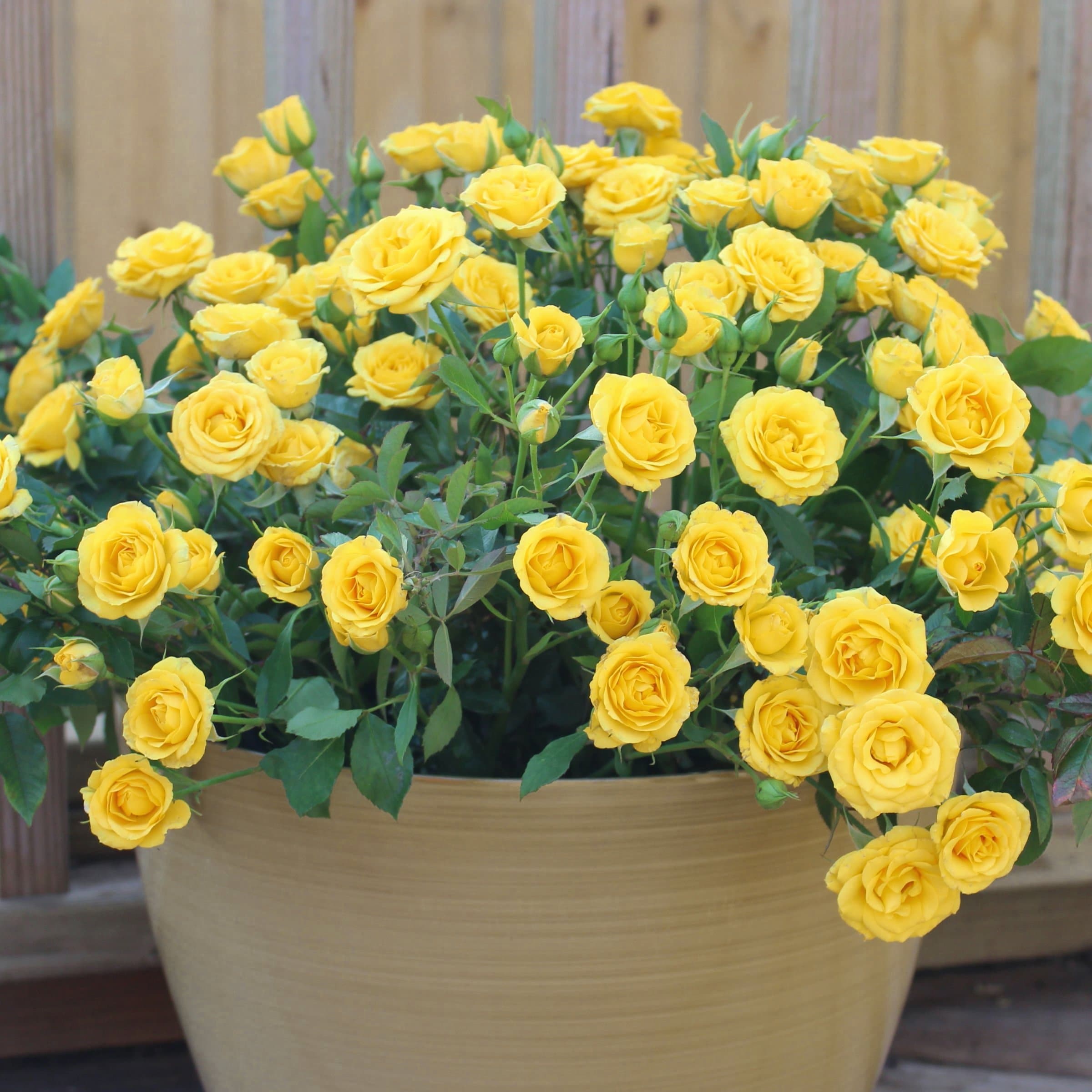 National Plant Network LW1794 roses - View #5