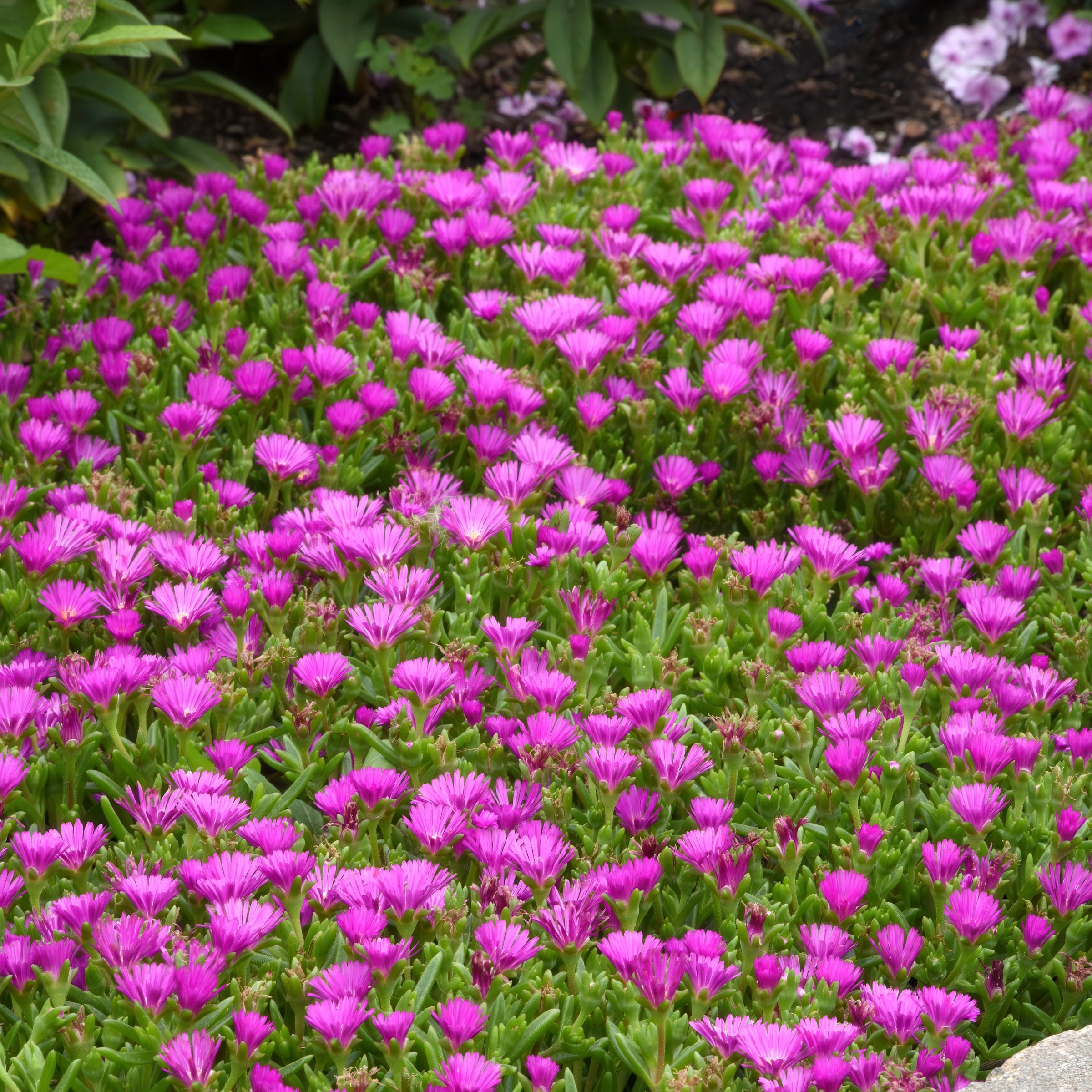 National Plant Network LW2202 perennials - View #8