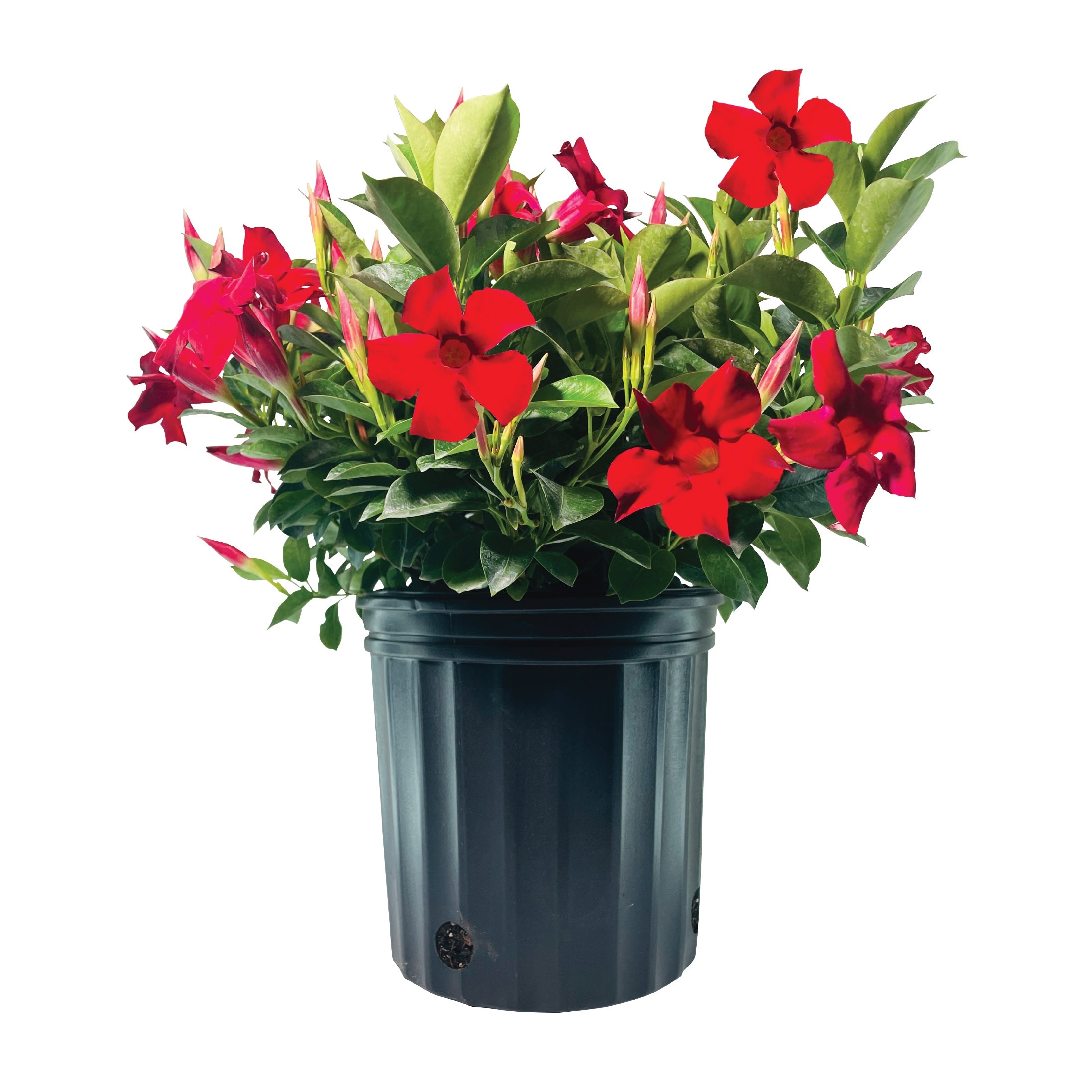 Nature's Way Farms - 1.72 -Gallon Bella Scarlet Mandevilla Flowering Shrub with Red Blooms 1 -Pack
