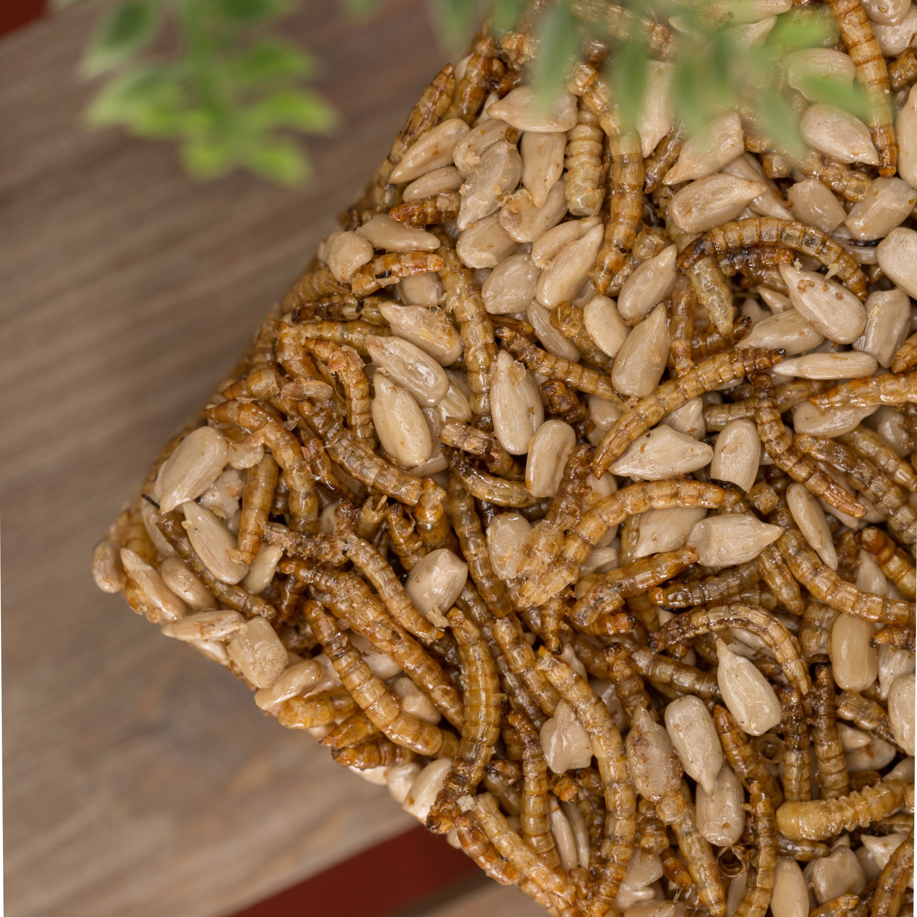 mealworm blocks