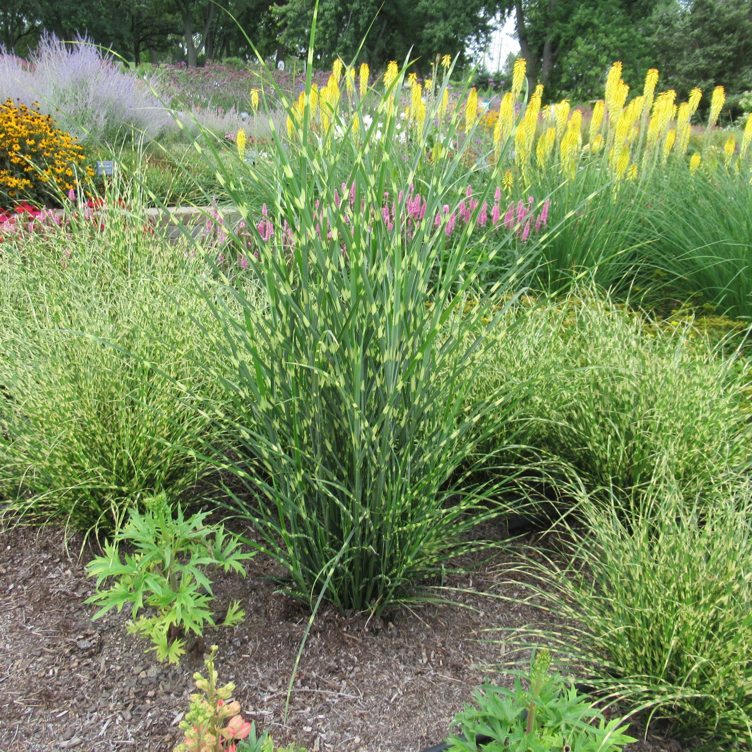 National Plant Network LW2208 perennials - View #3