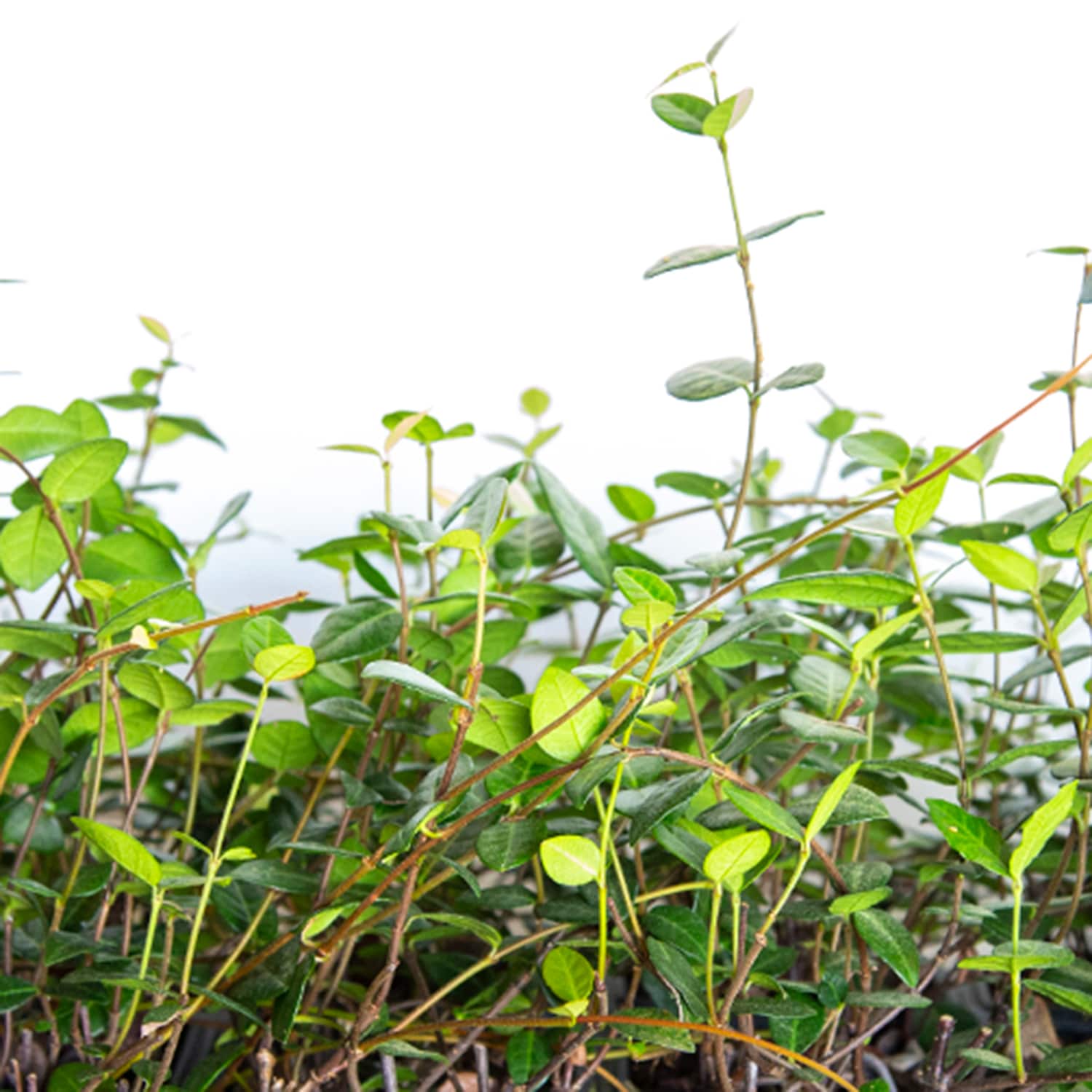 Flowerwood 5225LP vines - View #4