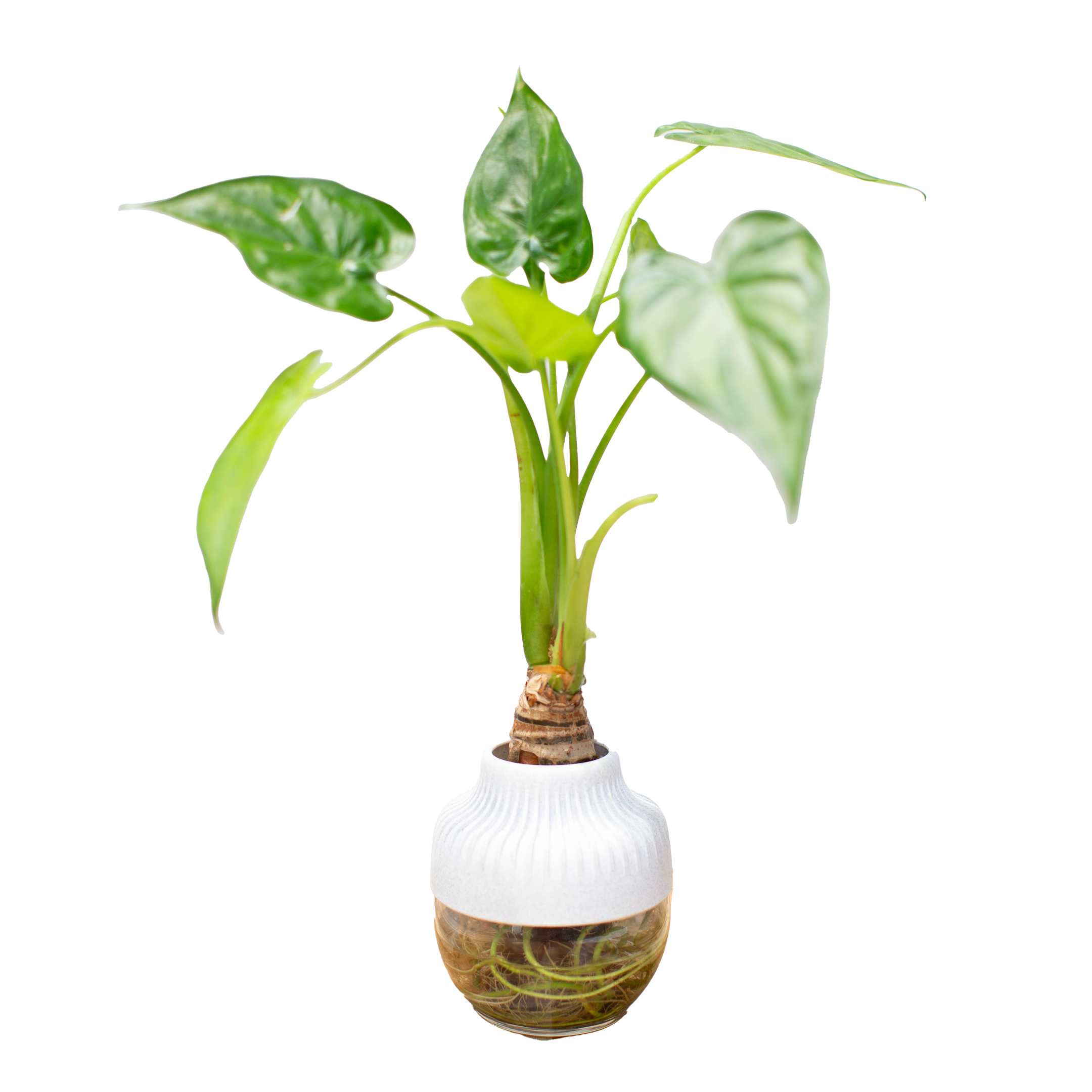 LiveTrends ASB07783 Intermix House plant in 1 -Pack Pot 1 -Pack