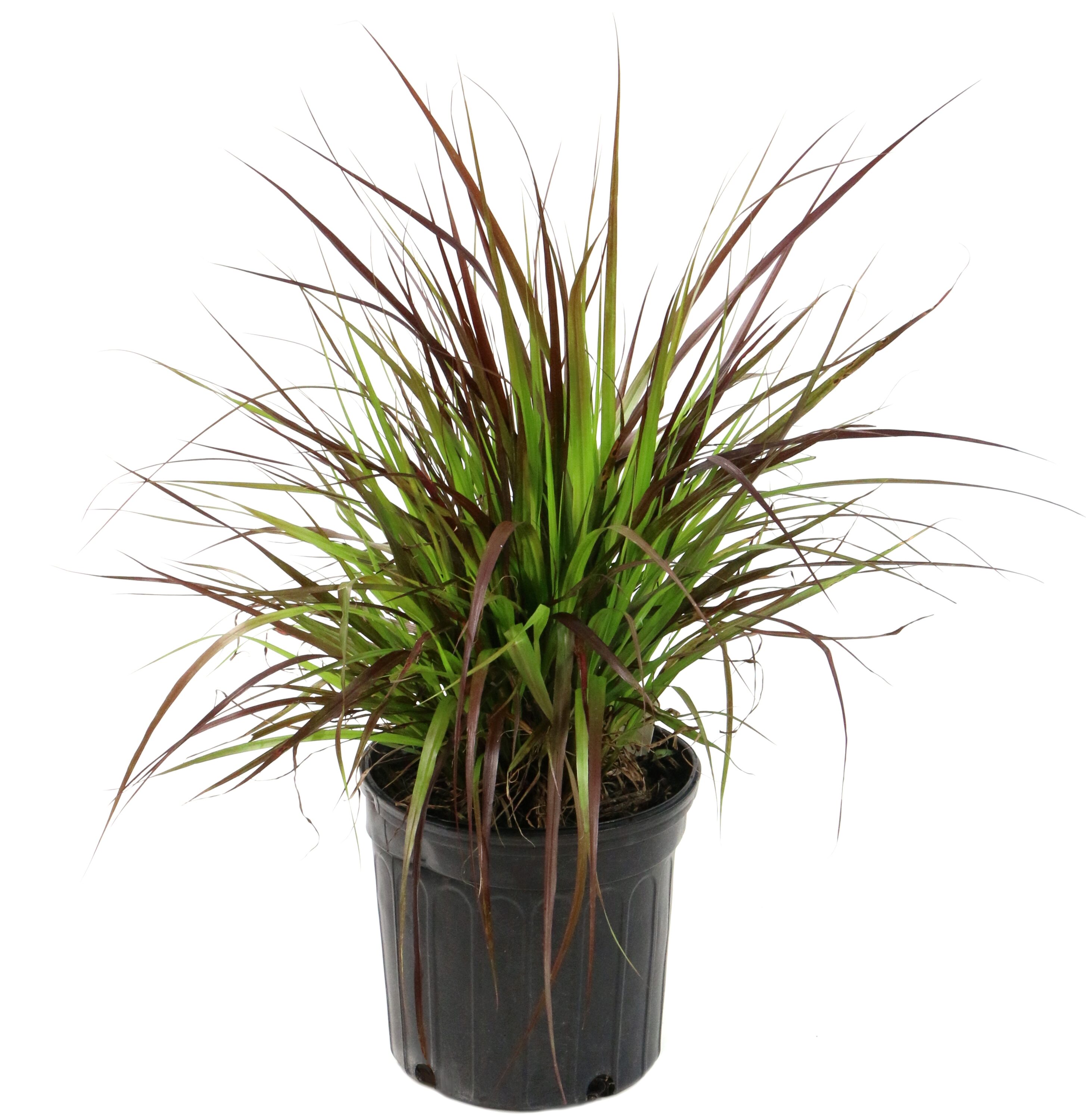 National Plant Network LW7330 1-Gallon Purple Fountain Grass in Pot