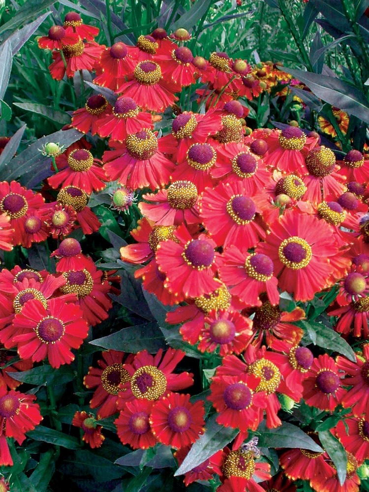Spring Hill Nurseries Red Jewel Hellenium Perennial Plants Plant in 3 ...