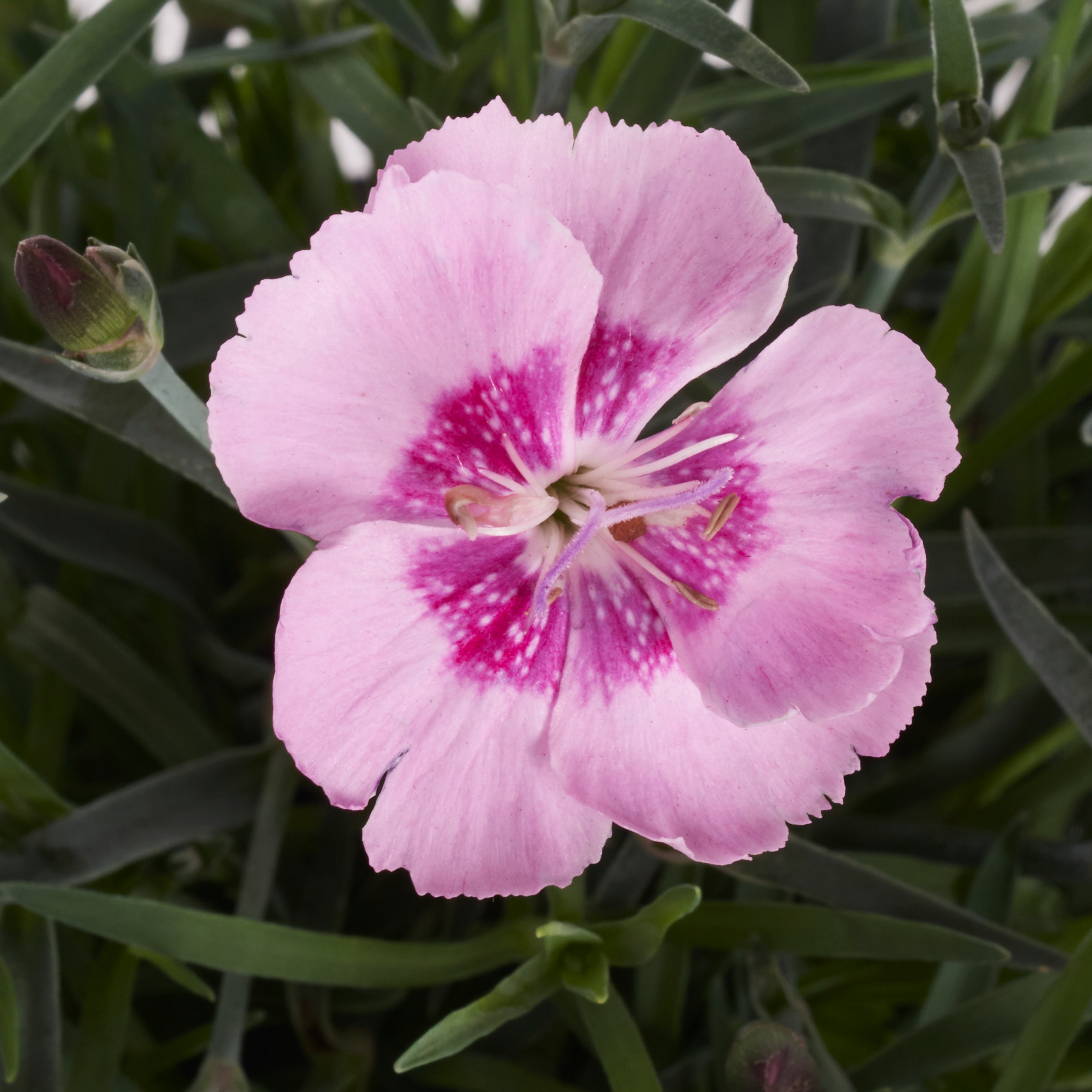 Lowe's 378781 perennials - View #2