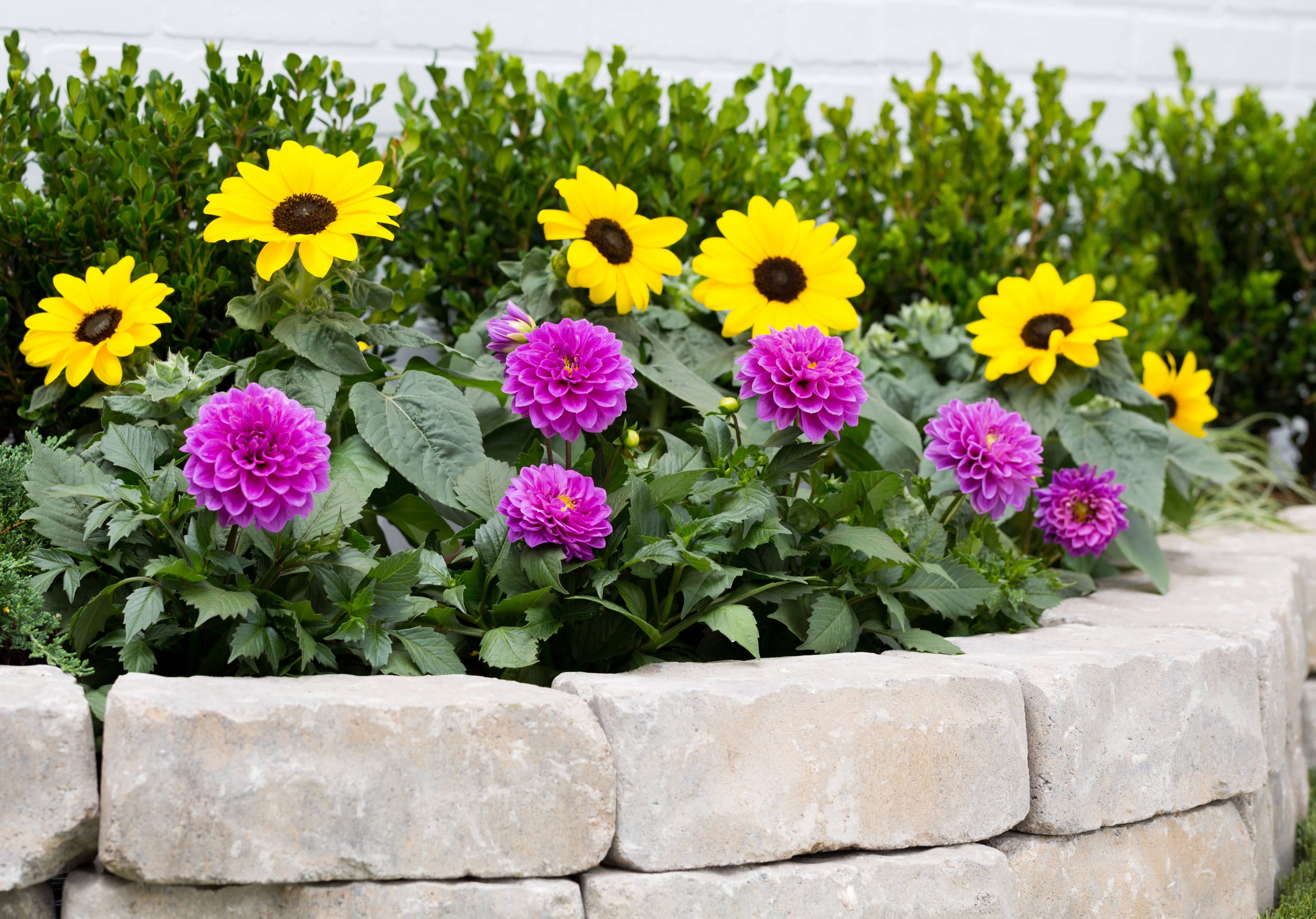 Metrolina Greenhouses 5045 annuals - View #4