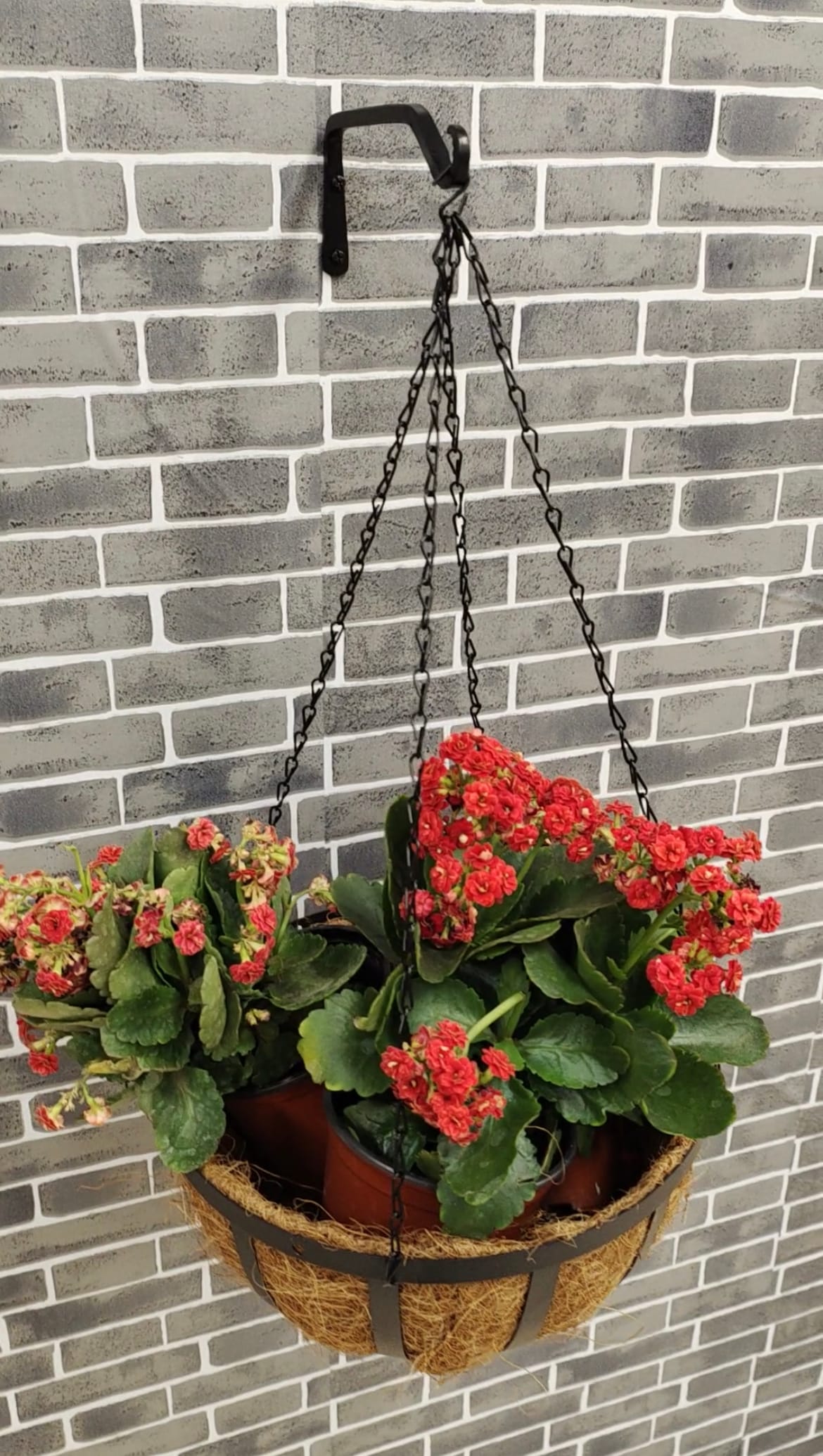  ST4U Hanging Basket Chains 4 Point Heavy Duty Black Metal Chain  Hangers with 4 Clip Hook for Hanging Plants Flowers Baskets Pot 15.75 inch  : Patio, Lawn & Garden