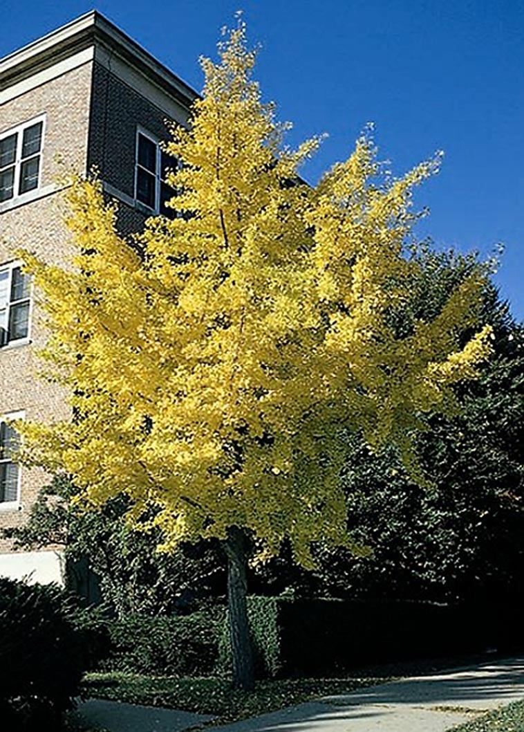Screening Autumn Gold Maidenhair Tree Plants, Bulbs & Seeds at Lowes.com