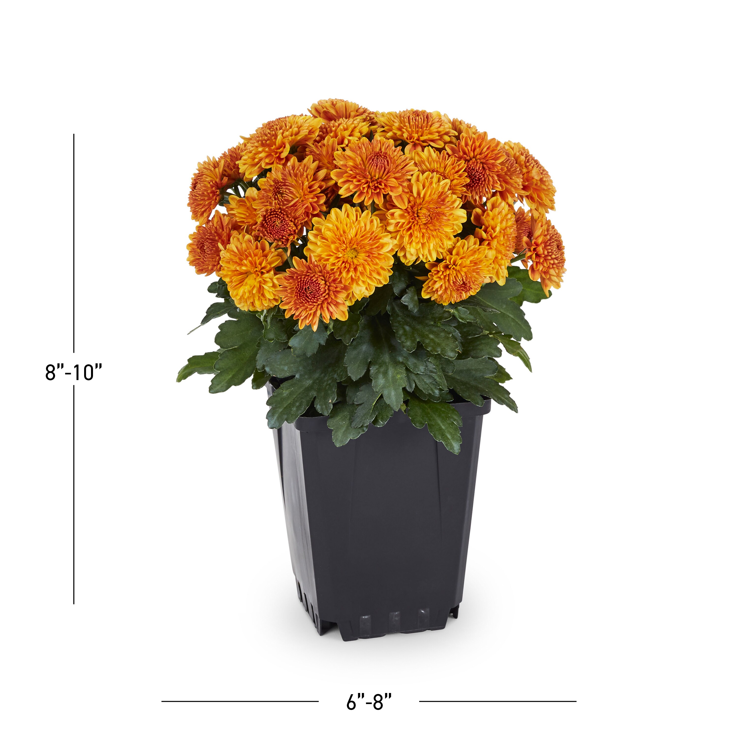 Lowe's NURSERY annuals - View #3