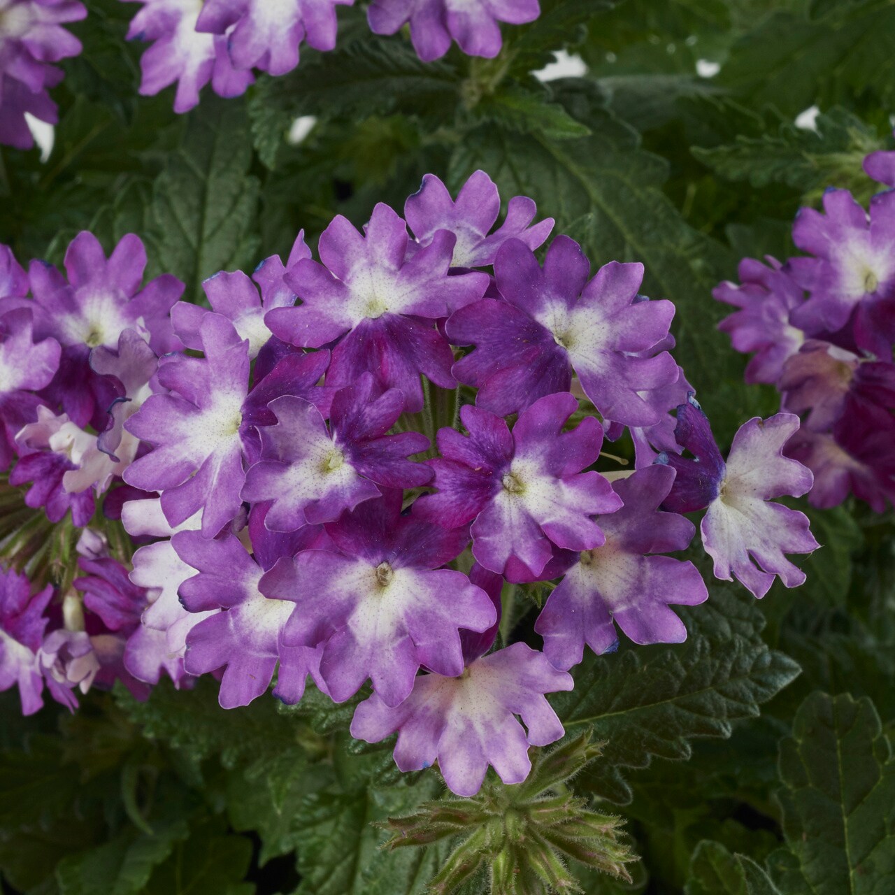 Monrovia Multicolor Verbena in 2.5-Quart Pot 3-Pack in the Annuals ...