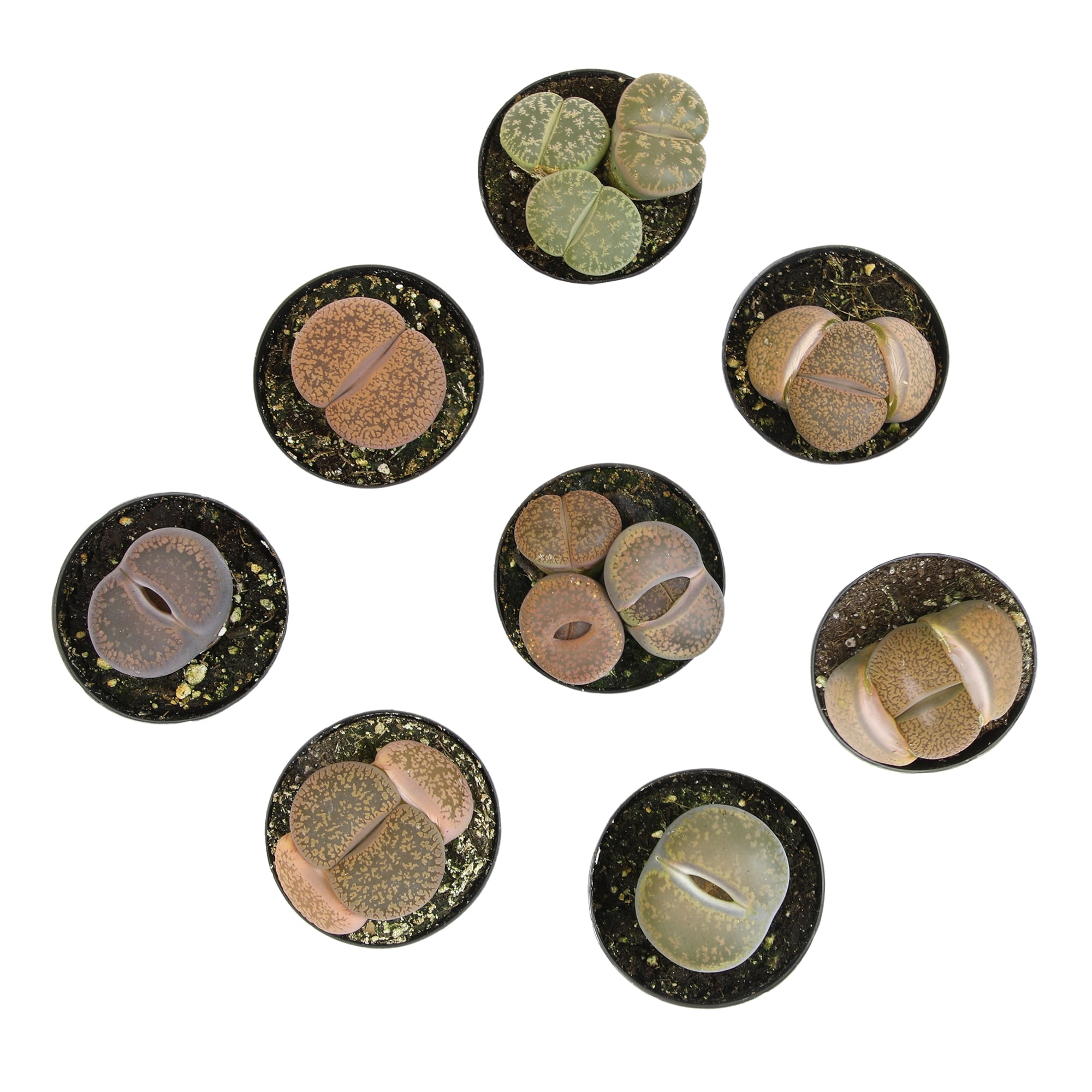 Altman Plants 0873254 8 -Pack Living Stones Lithops in 2.5 -in Pot