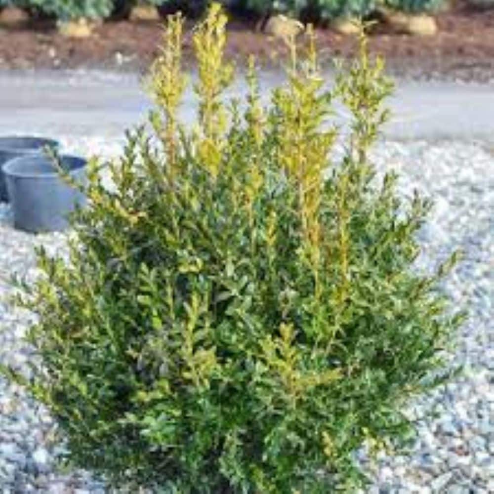 Lowe's NURSERY shrubs - View #3