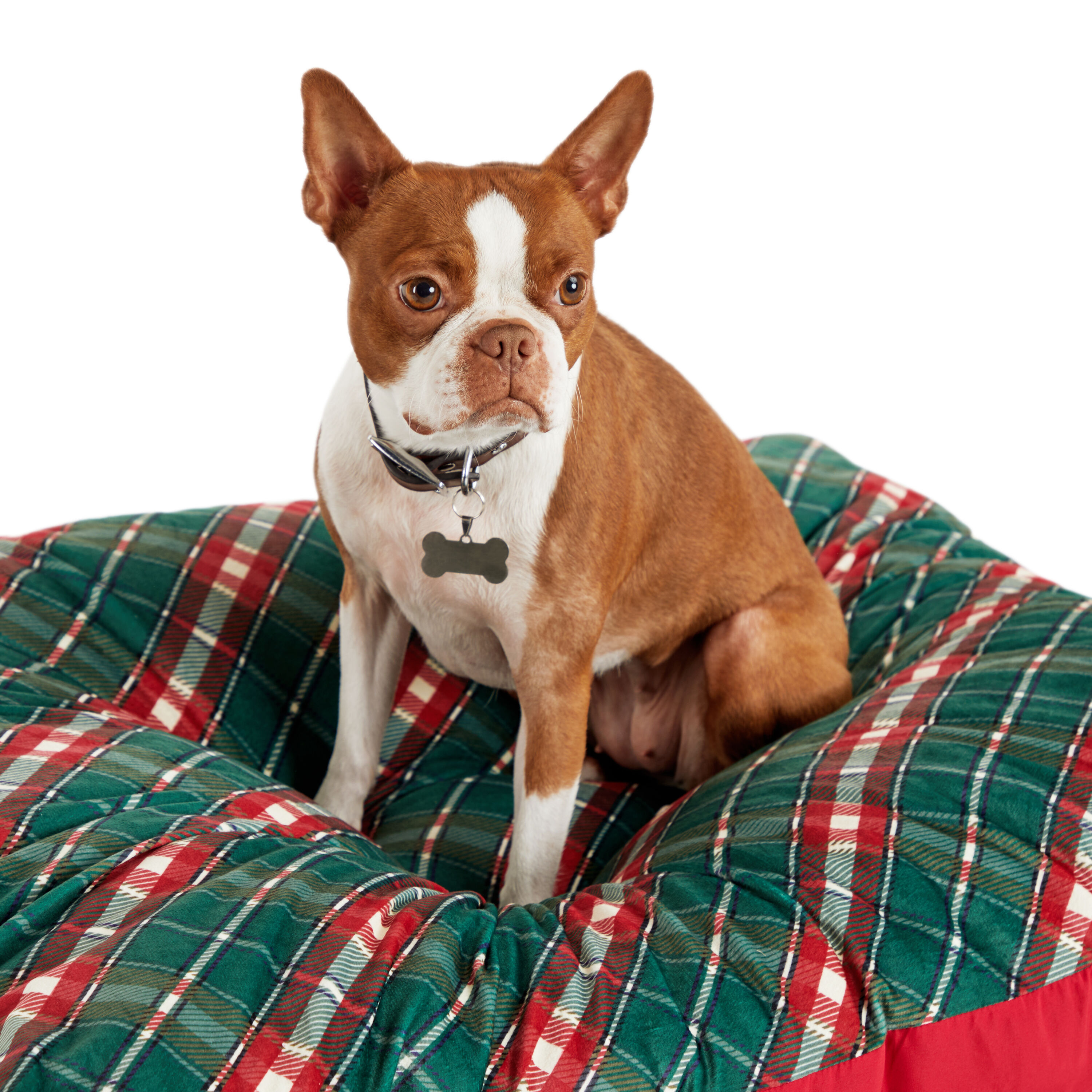 Petco dog outlet beds