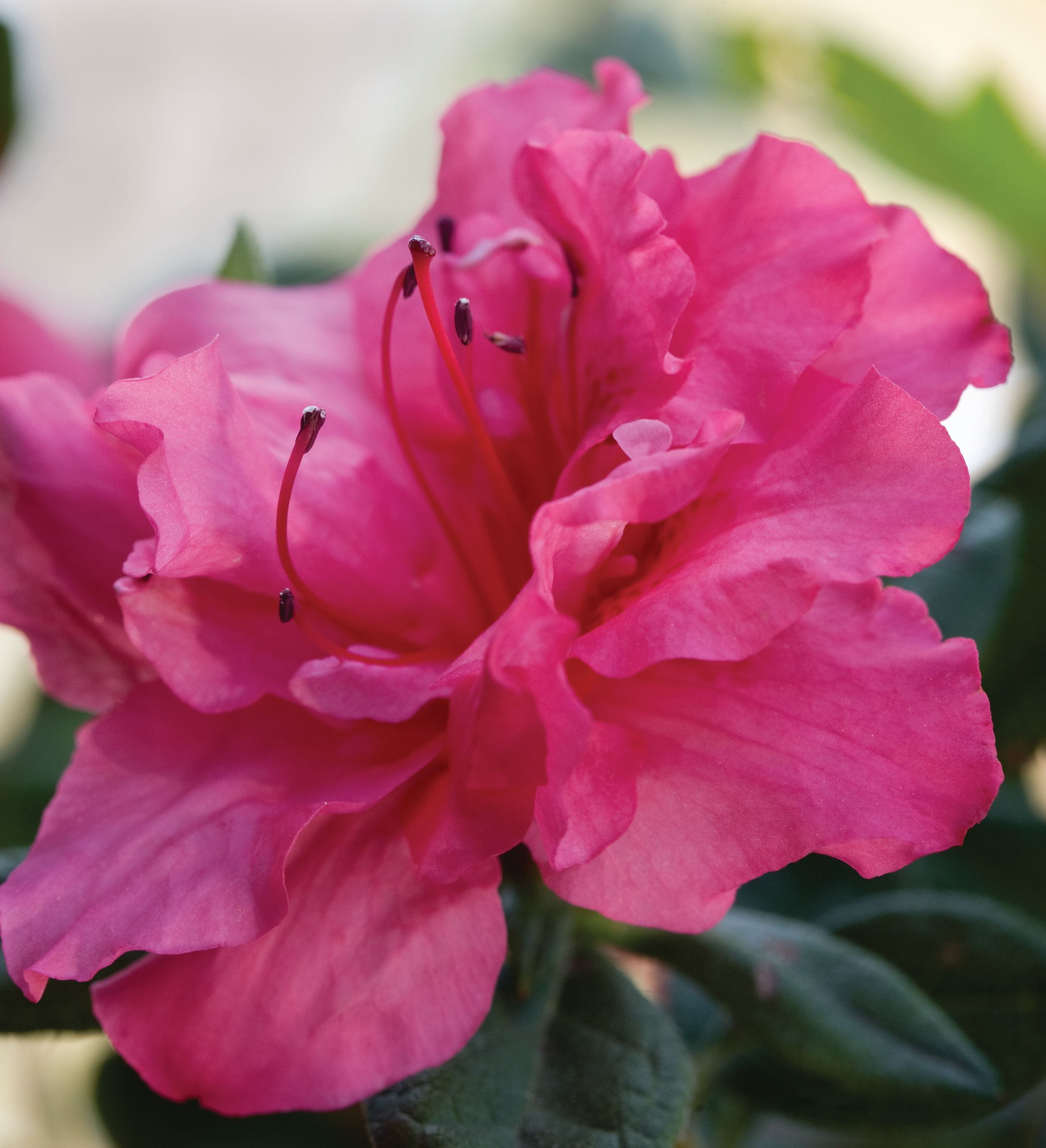 Encore Azalea 80532-1 Autumn Rouge Azalea Flowering Shrub in 2 -Gallon Pot 1 -Pack with Pink Blooms