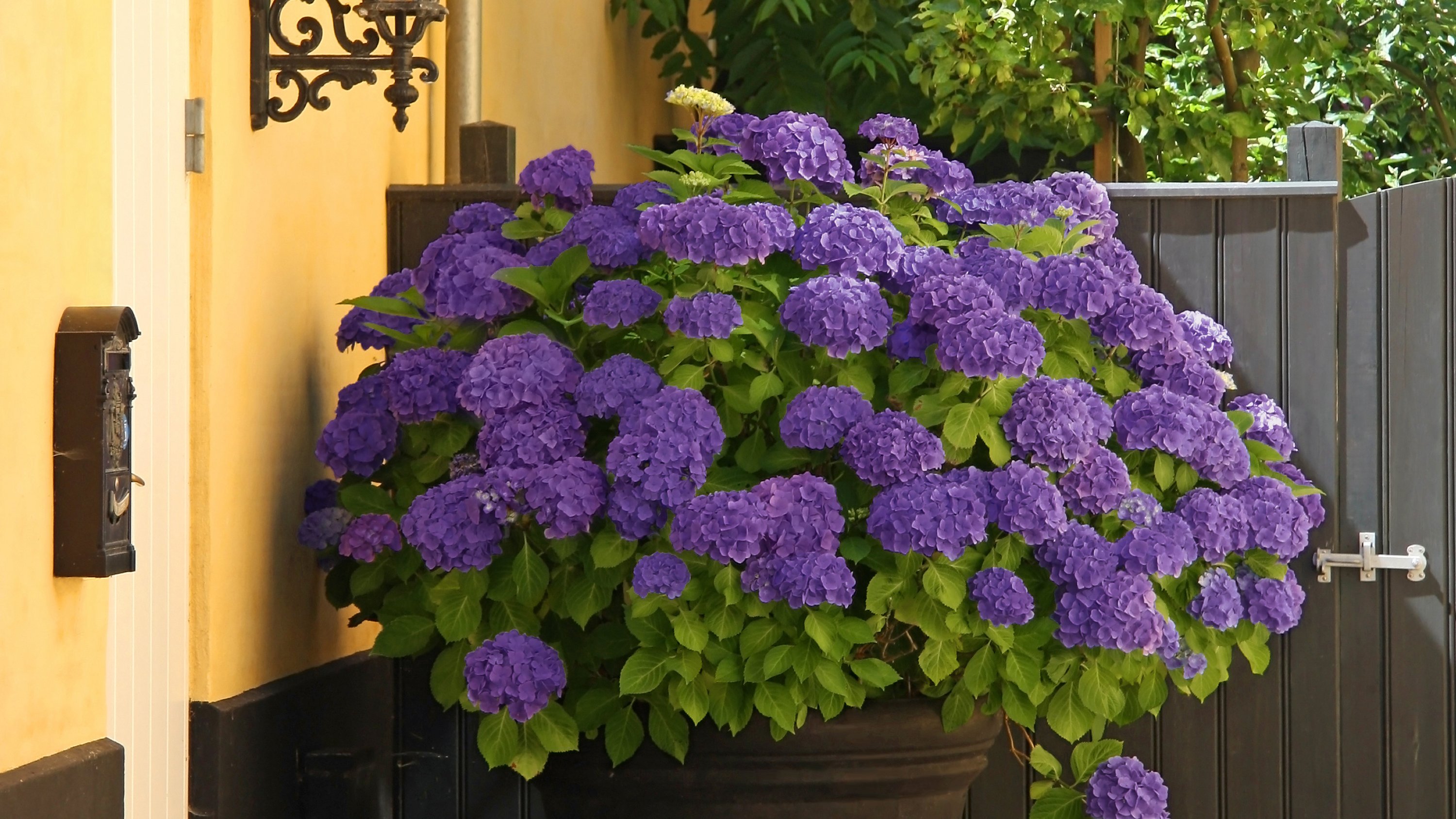 National Plant Network LW1696 shrubs - View #4