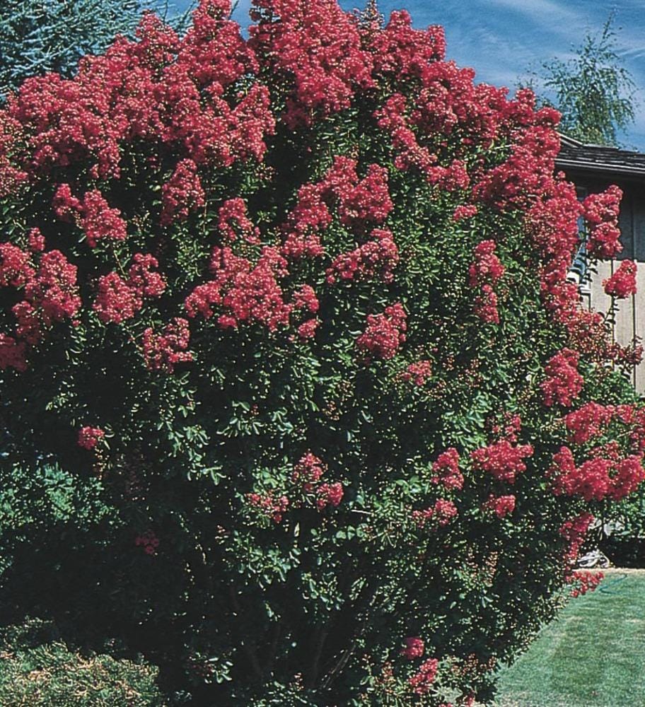 Lowe's NURSERY 11.1 -Gallon Multicolor Flowering Crape Myrtle In pot (with soil)