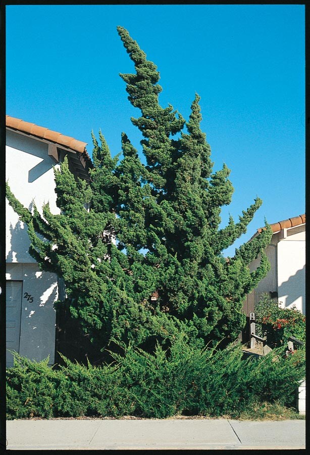 Lowe's 00018902335038 
